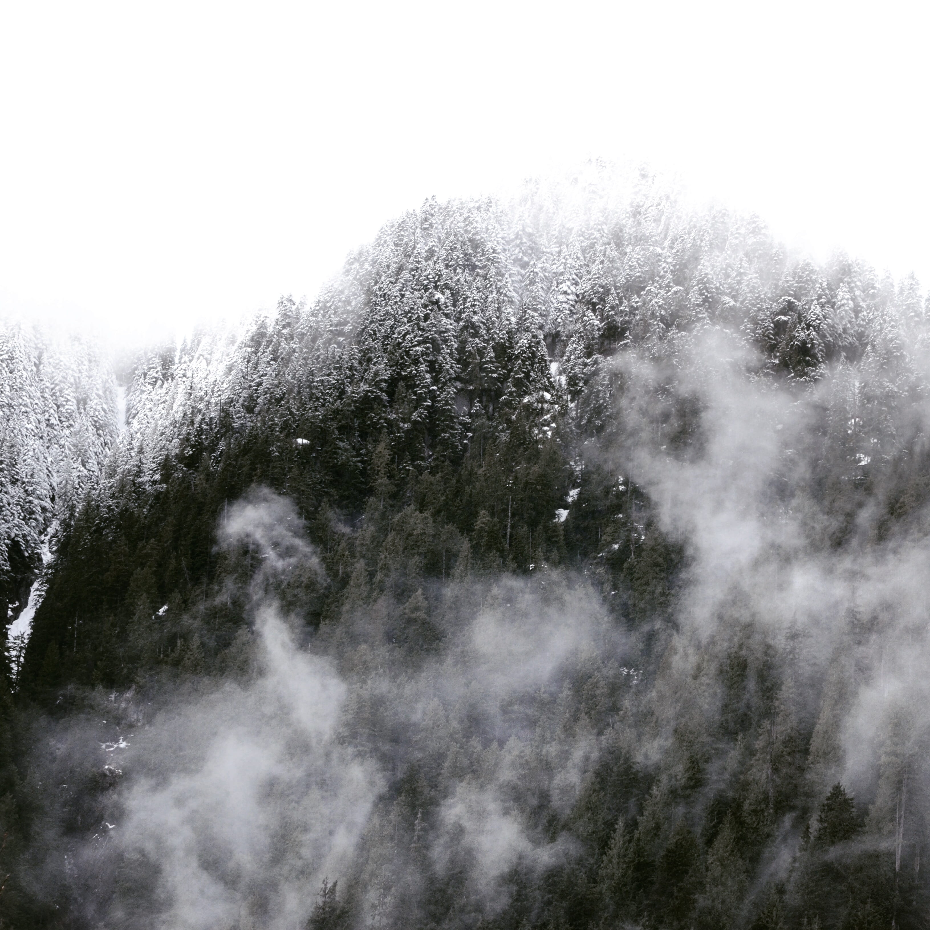 forest, pacific northwest, coast mountains, growth, nature, day, outdoors, british columbia, trees, fog, snow cover, northwest, winter, tree, tranquility, Phone HD Wallpaper