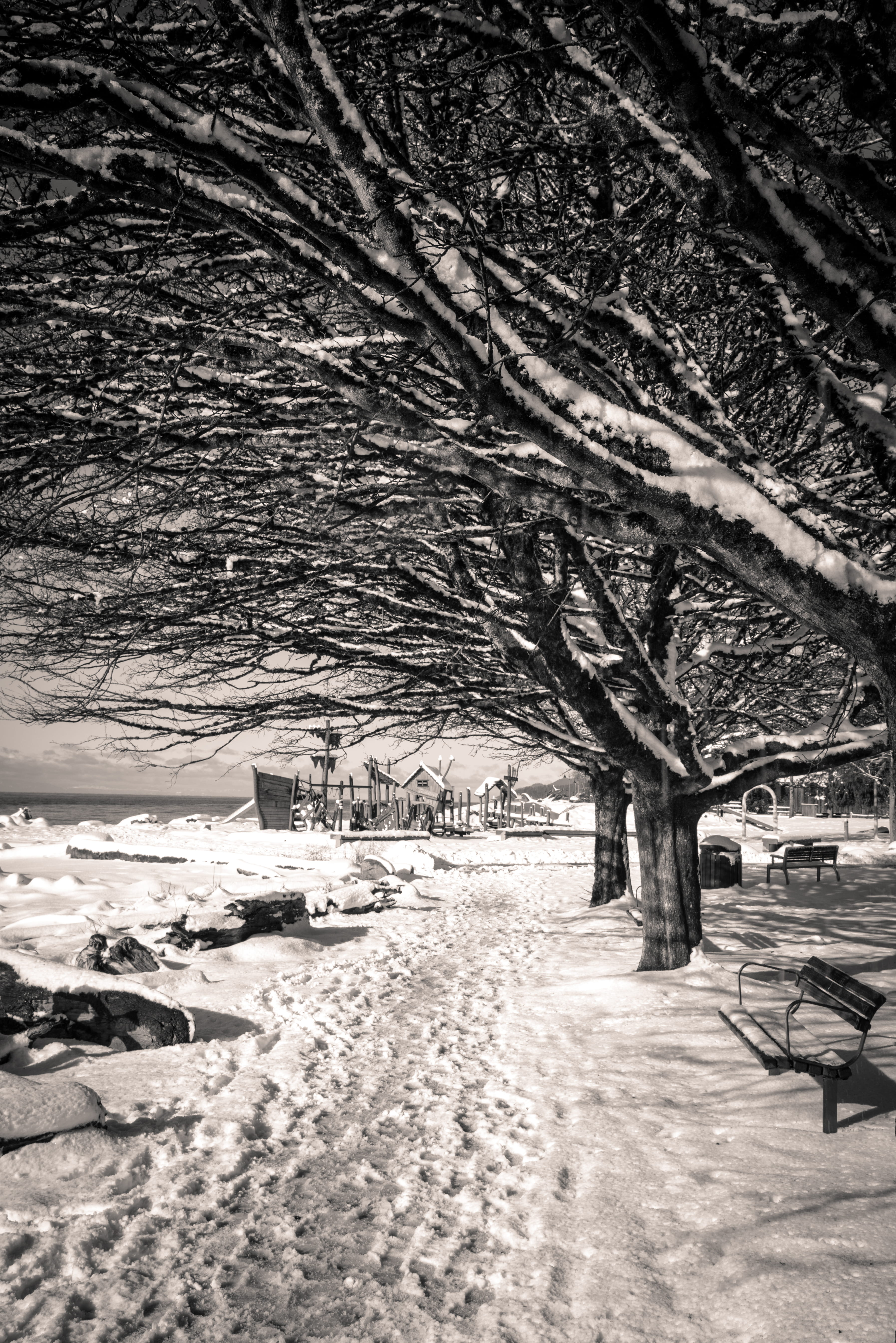 tranquility, day, british columbia, no people, tranquil scene, nature, water, footprints, tree, seat, branch, 5K, winter, bench, plant, absence, canada, Phone HD Wallpaper