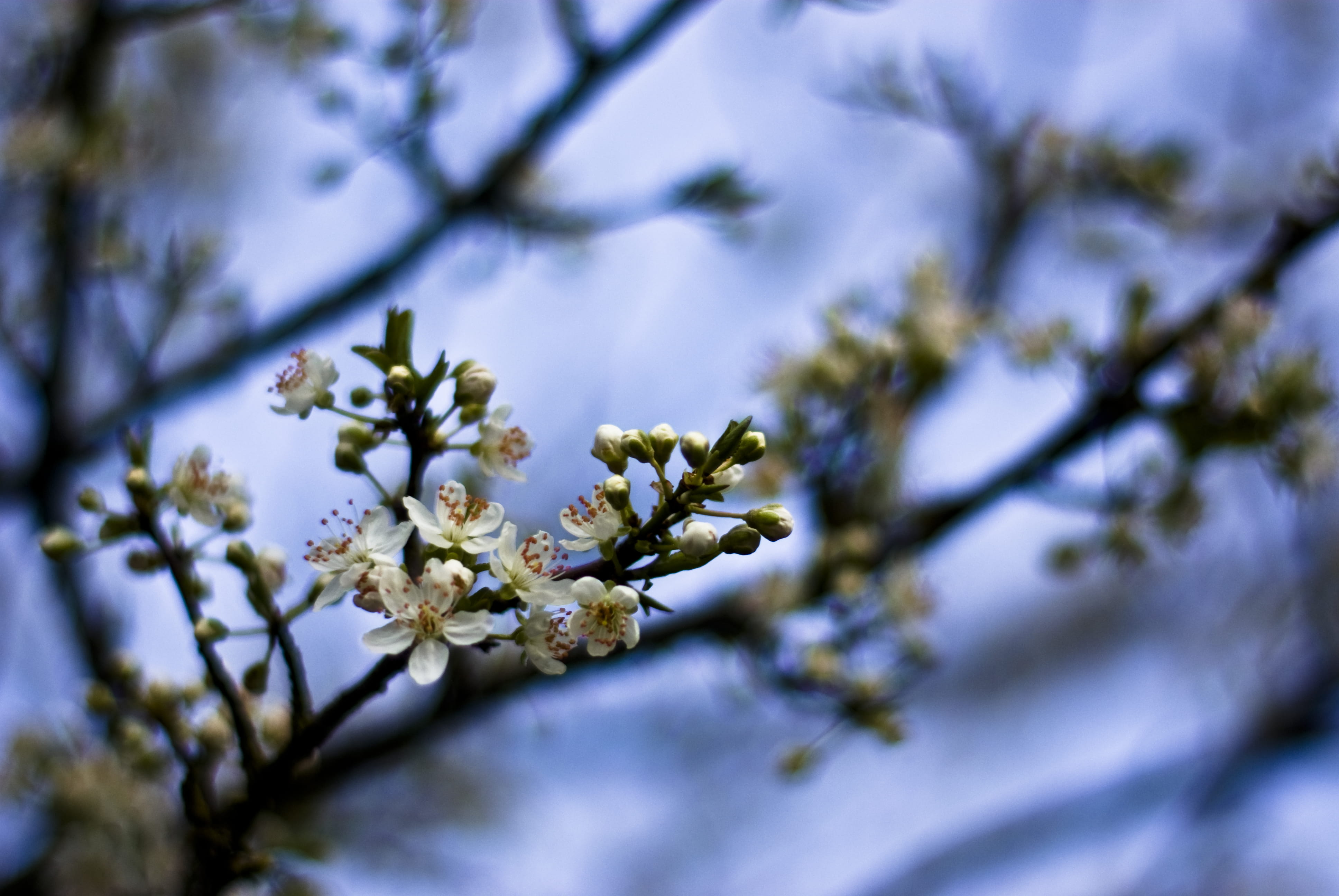 low angle view, branch, whytecliff park, selective focus, blossom, twig, spring, flowering plant, day, plant, vulnerability, flower, close-up, outdoors, HD Wallpaper