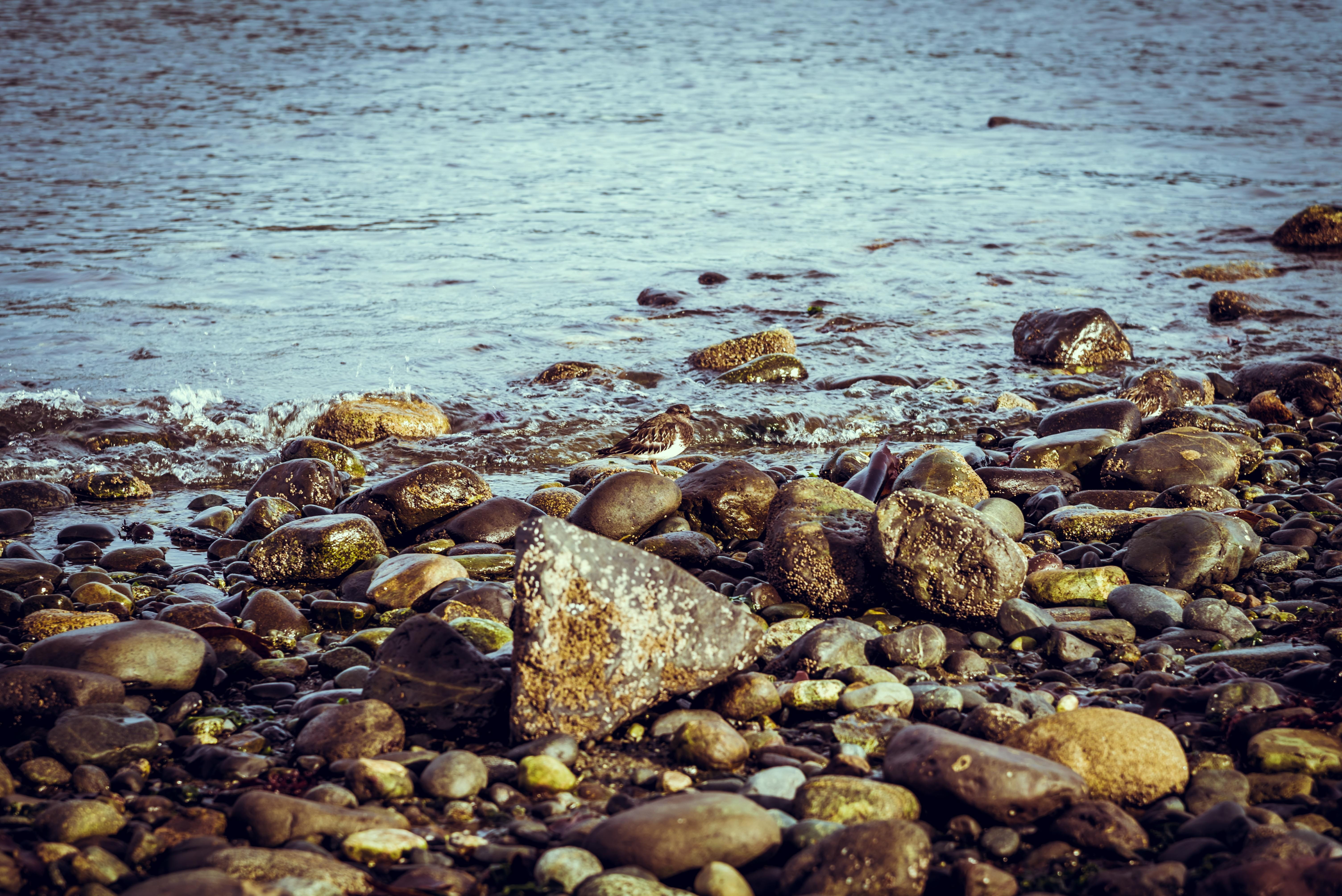 animal, tranquility, sea, standing, animal wildlife, natural, pacific ocean, vancouver island, stone, america, bc, small bird, rock, surface level, north america, HD Wallpaper