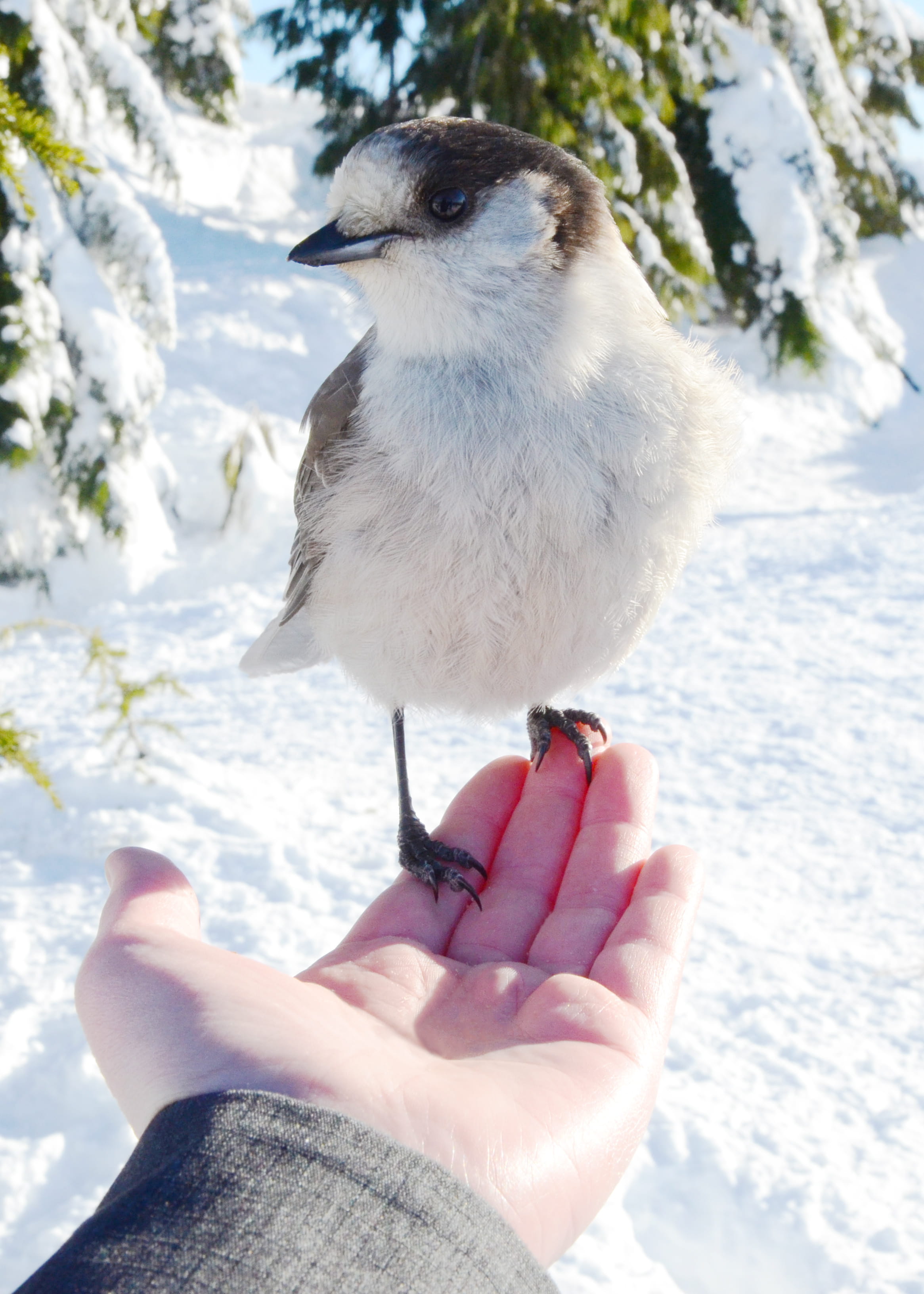 animal wildlife, sunny, bird eating from hand, finger, human hand, 2K, whiskeyjack, one animal, lifestyles, birds, holding, mount seymour, wildlife, whiskey jack, Phone HD Wallpaper