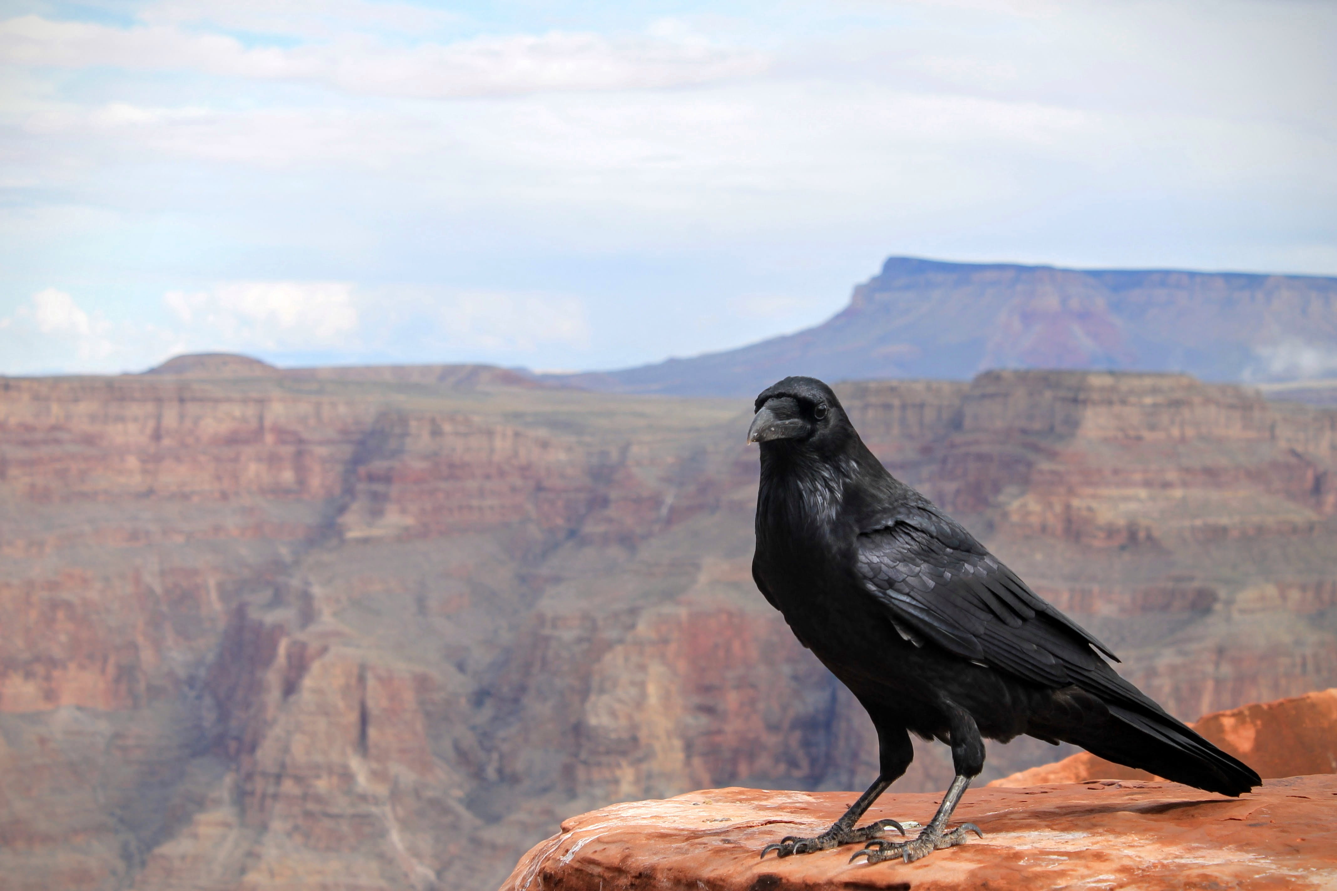 bird, 4K, grand, animals in the wild, one animal, black grouse, canion, vertebrate, animal wildlife, beauty in nature, arizona, no people, animal themes, HD Wallpaper