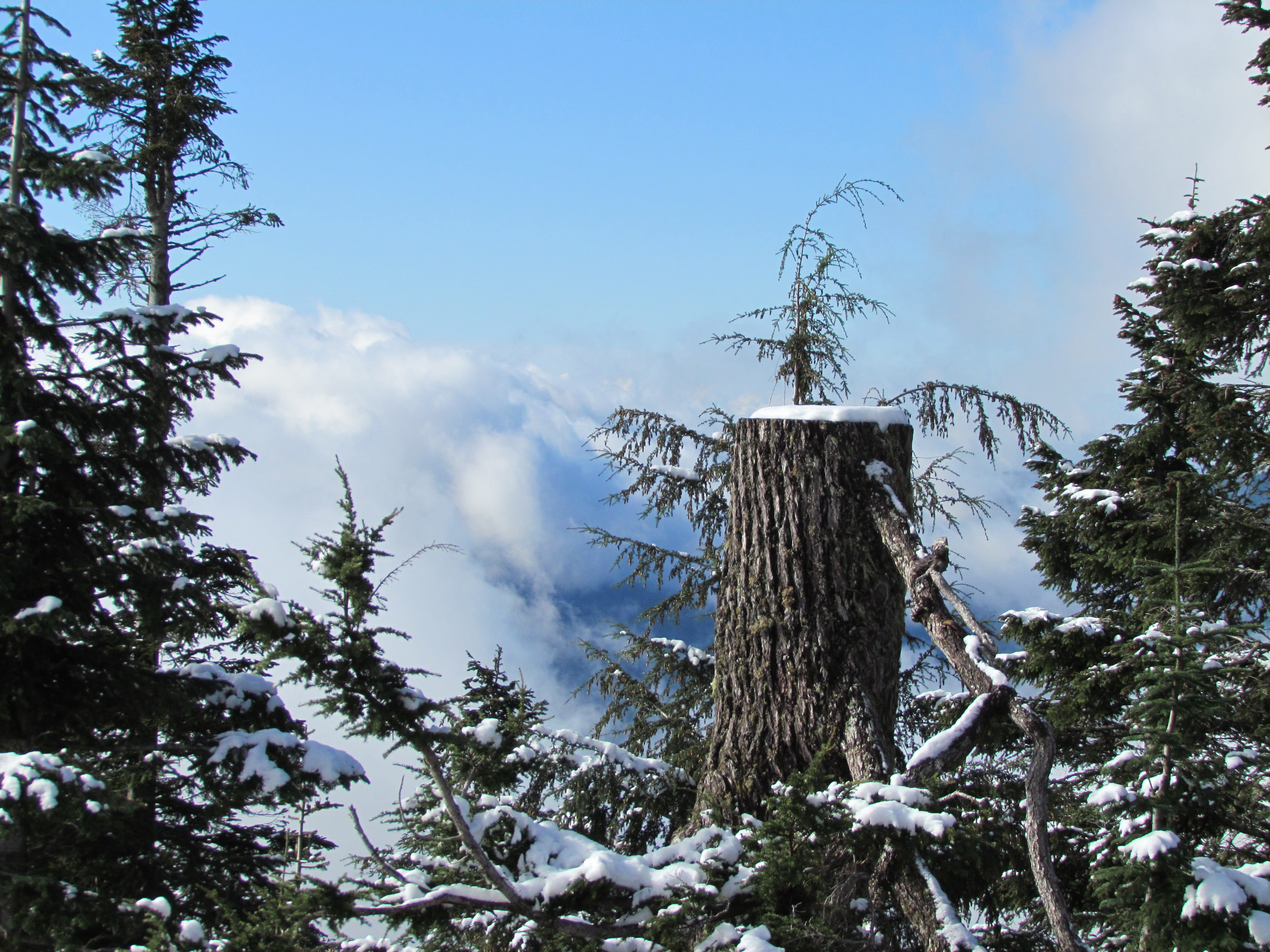 Vancouver, day, tree, scenics - nature, Canada, winter, travel, coniferous tree, outdoors, tranquil scene, no people, sky, plant, land, cloud - sky, Grouse Mountain, HD Wallpaper
