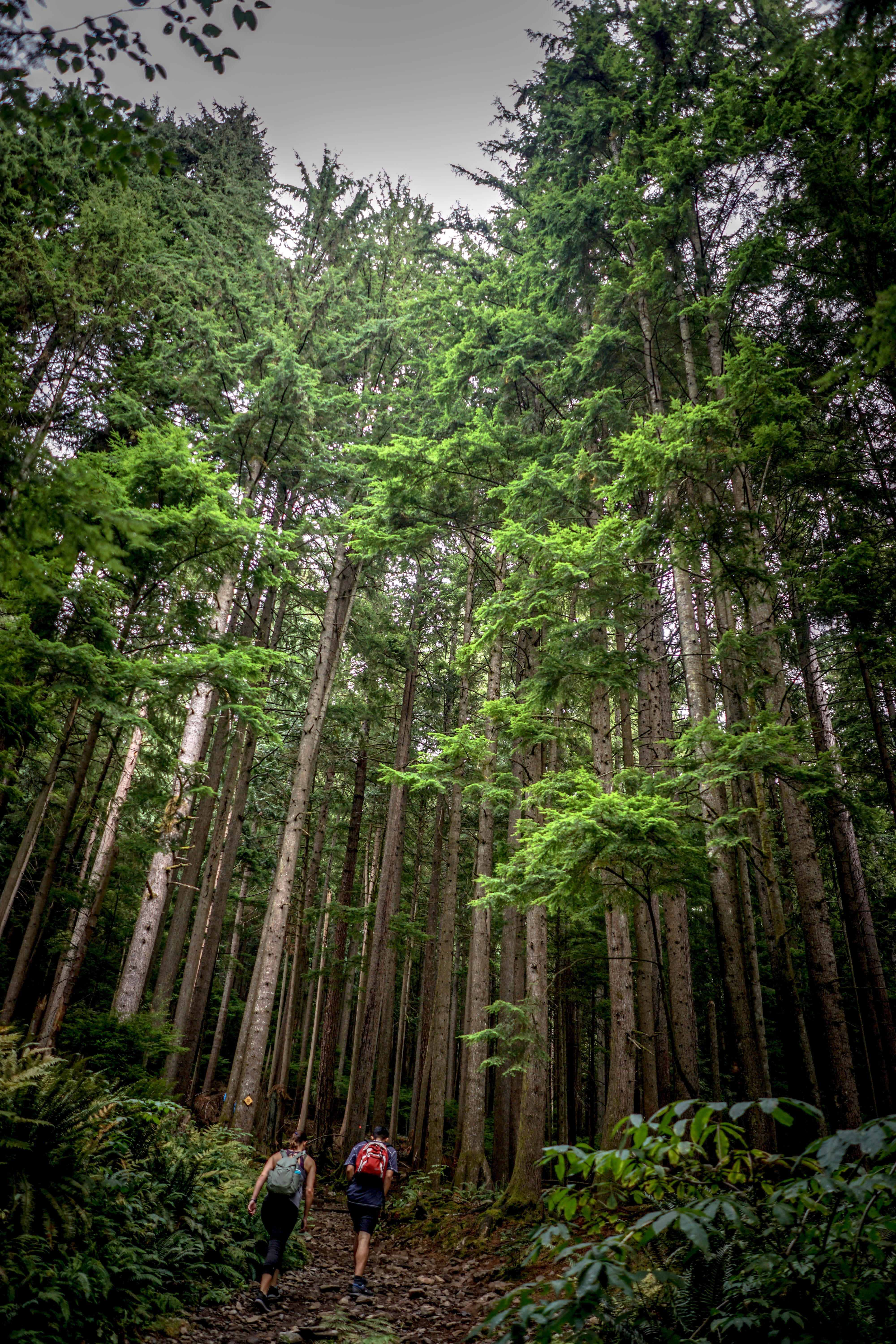 grove, plant, forests, scenics - nature, day, tranquility, vegetation, leisure activity, women, forest, woodland, rear view, grouse mountain, path, beauty in nature, Phone HD Wallpaper
