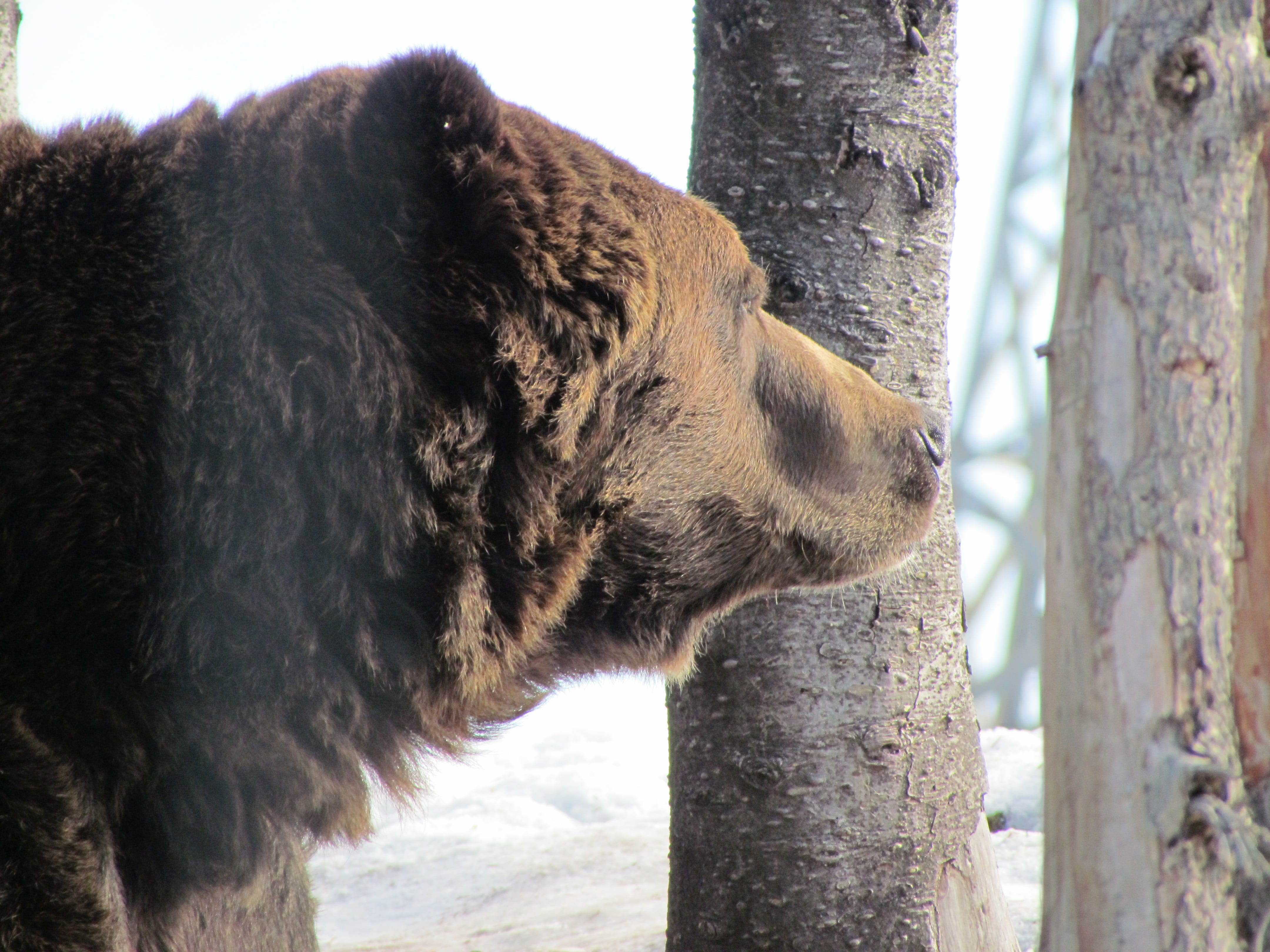 animal themes, outdoors, close-up, feline, mountain, tree, tree trunk, bear, animal, focus on foreground, mammal, no people, trunk, side view, Grouse Mountain, HD Wallpaper