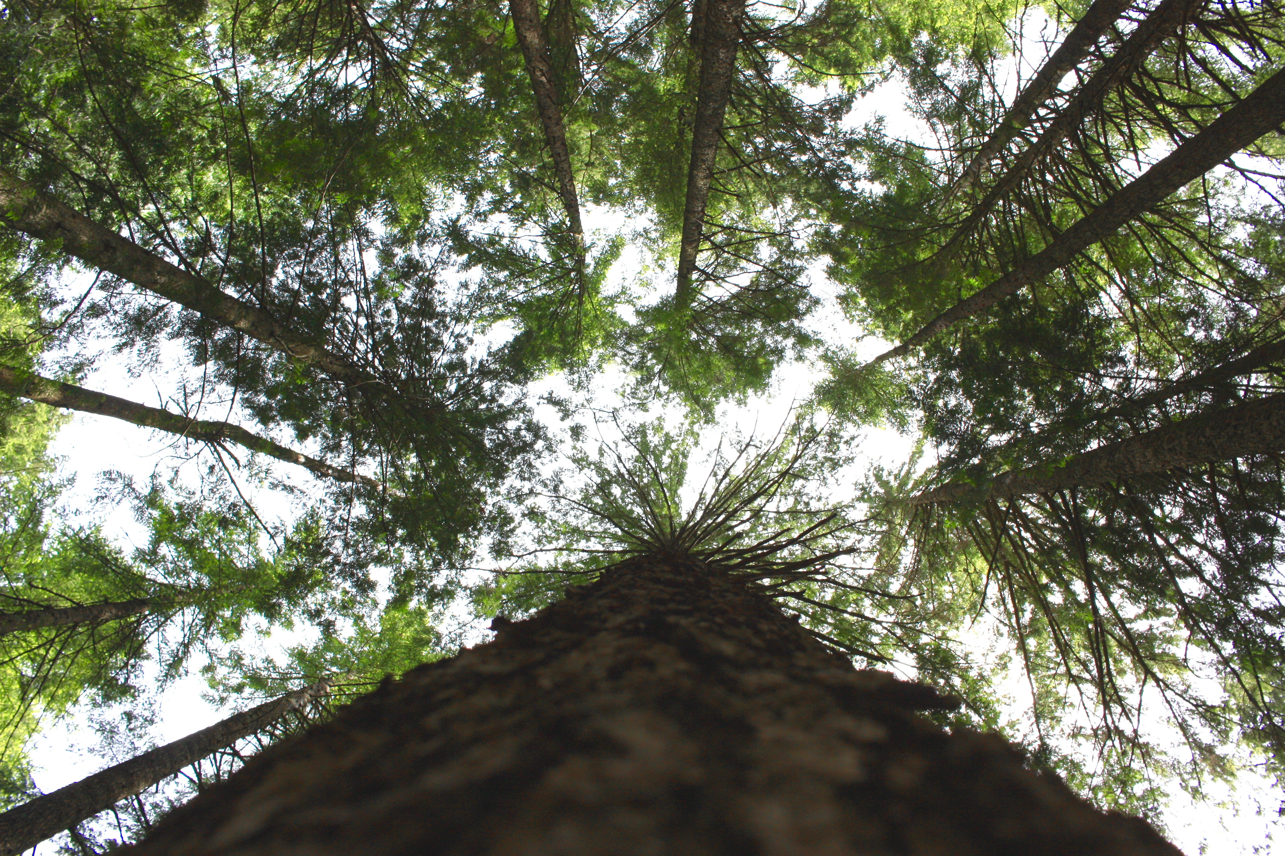 directly below, 4K, tree canopy, growth, forest, sky, outdoors, land, low angle view, bark, no people, day, nature, trunk, green color, tree, beauty in nature, HD Wallpaper