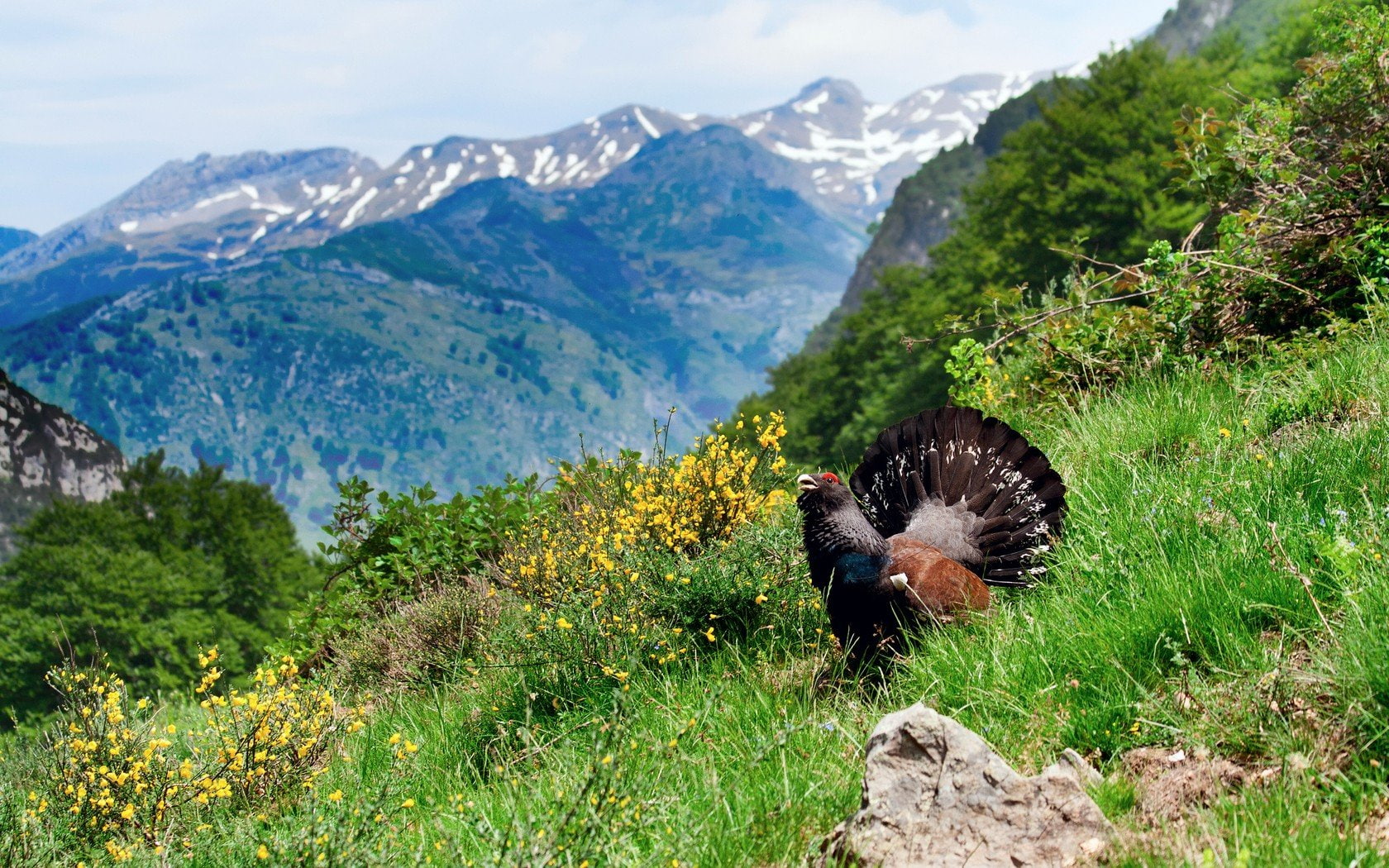 mountains, grouse, clouds, europe, birds, 720P, nature, landscapes, HD Wallpaper