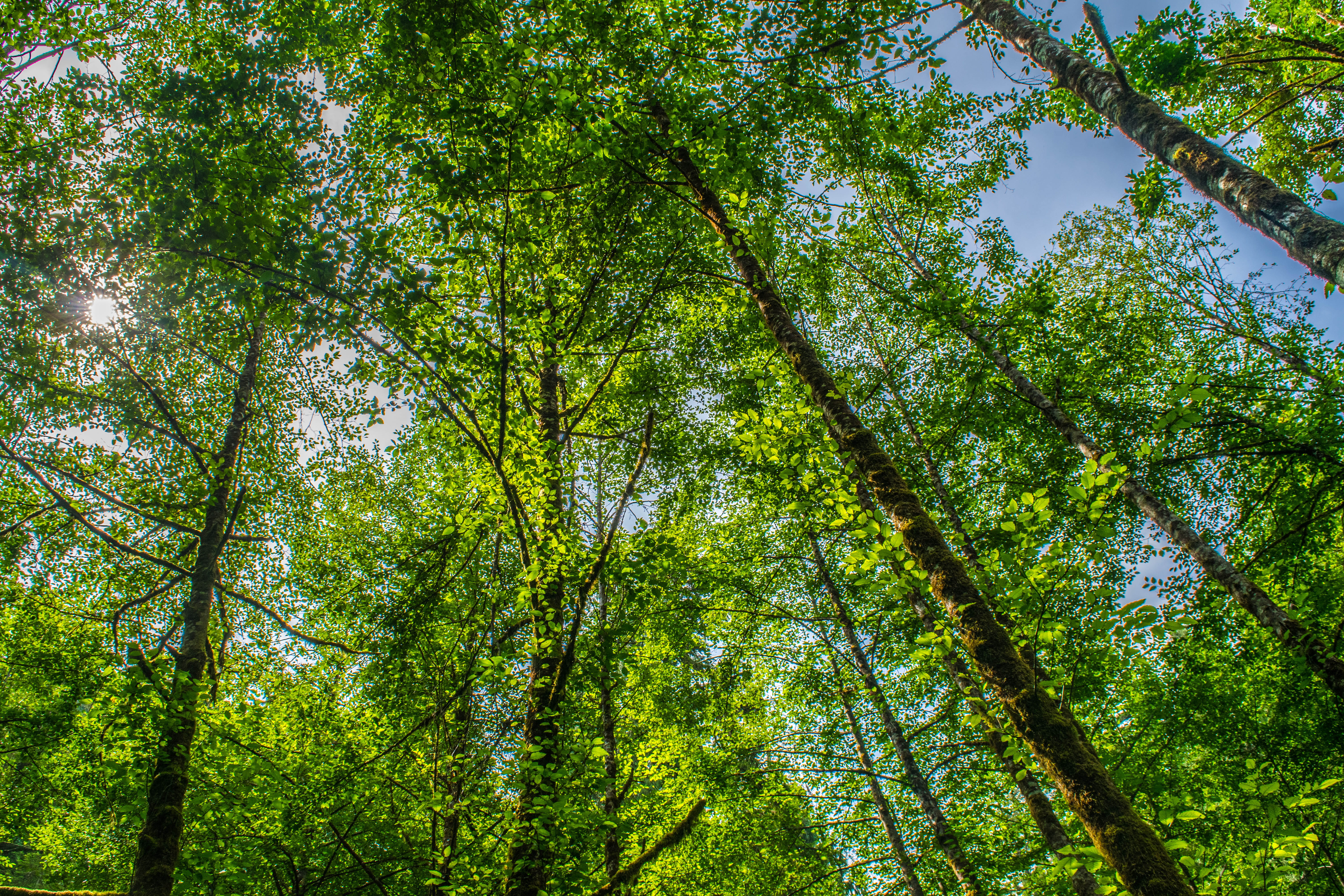 5K, lush foliage, rainforest, land, day, green color, bamboo - plant, canada, tranquil scene, non-urban scene, beauty in nature, branch, no people, tree trunk, HD Wallpaper