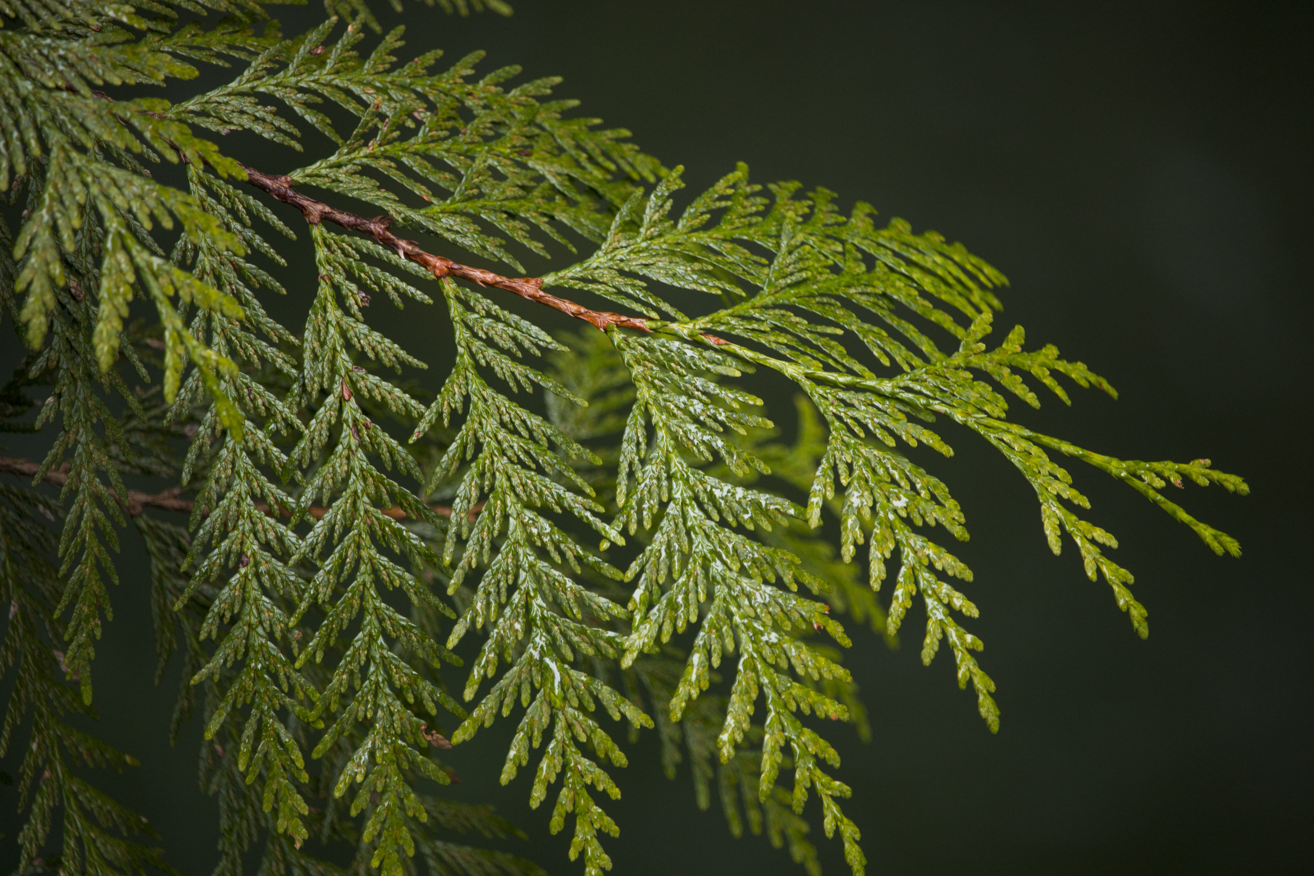 growth, pinaceae, plant part, fir tree, beauty in nature, green color, needle - plant part, day, fern, plant, green, freshness, coniferous tree, pine tree, HD Wallpaper