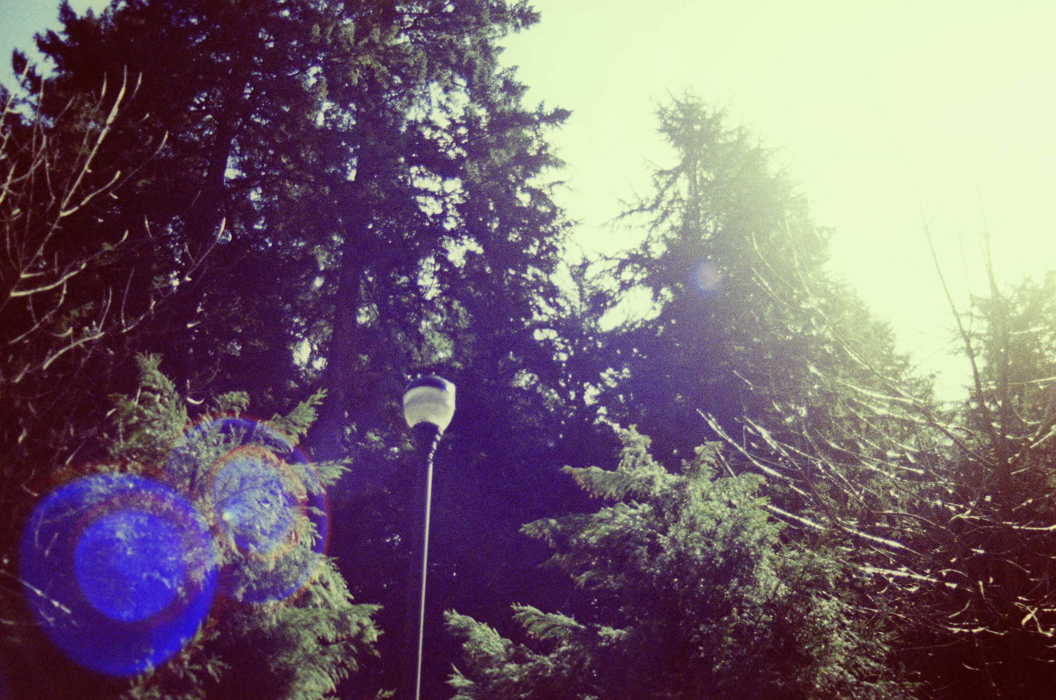 forest, land, street light, branch, north vancouver, low angle view, tree, nature, environment, day, beauty in nature, light, tranquil scene, no people, HD Wallpaper