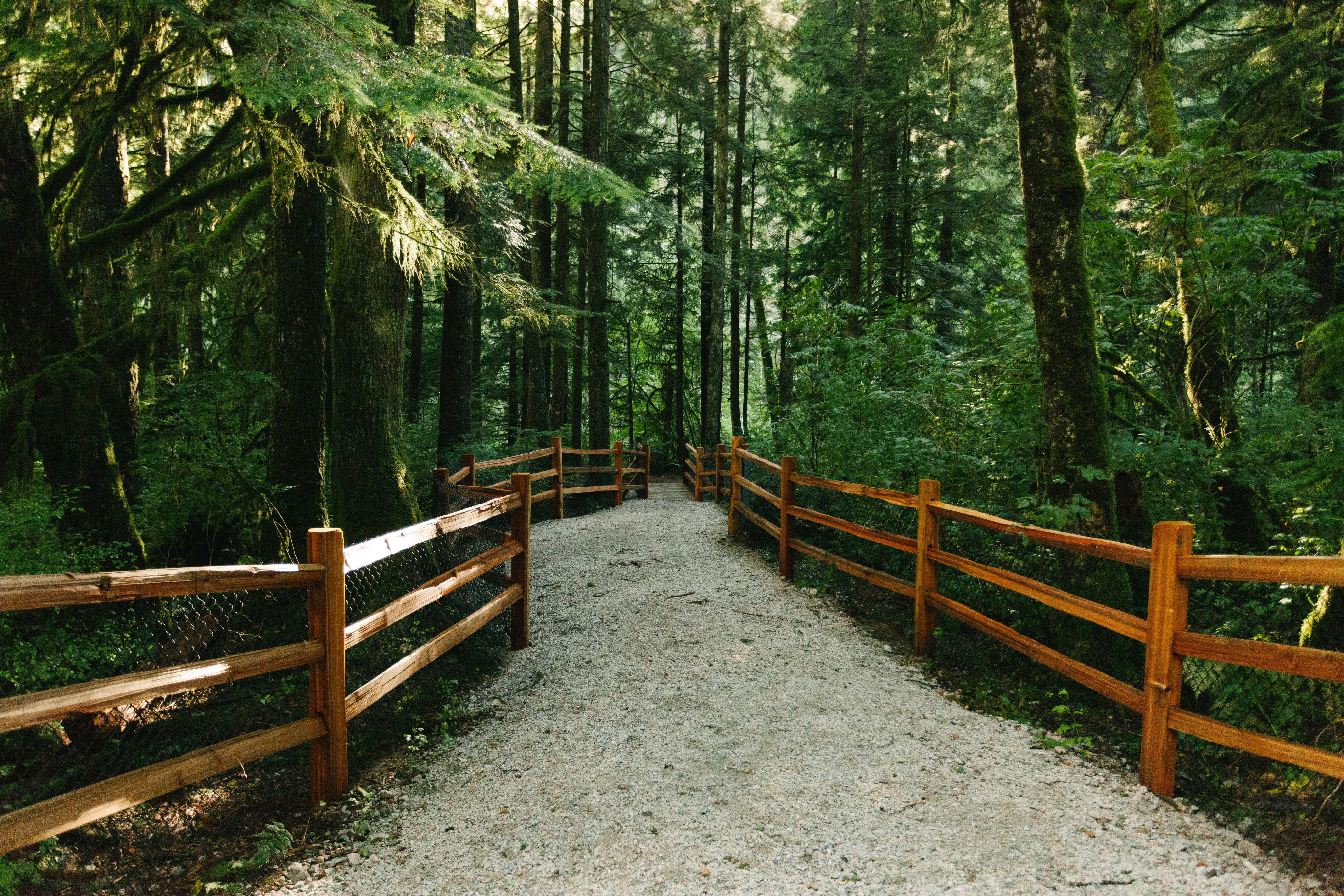 tranquility, the way forward, woodland, path, 5K, hiking, lynn canyon park, connection, non-urban scene, beauty in nature, no people, footbridge, direction, HD Wallpaper