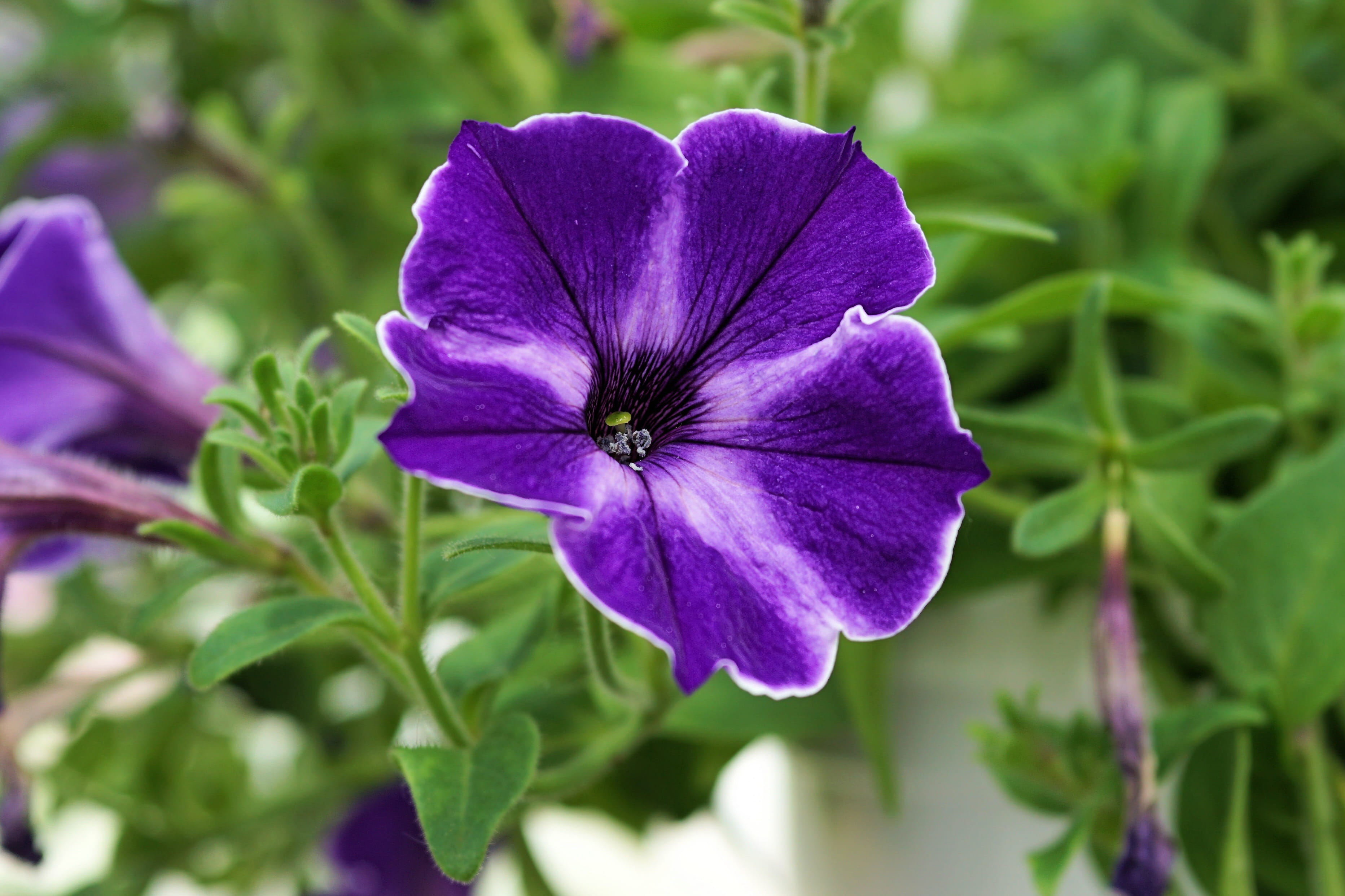 blue, green Color, Flower, flower head, growth, summer, no people, vulnerability, beauty in nature, Plant, leaf, close, flowering plant, plant part, inflorescence, HD Wallpaper