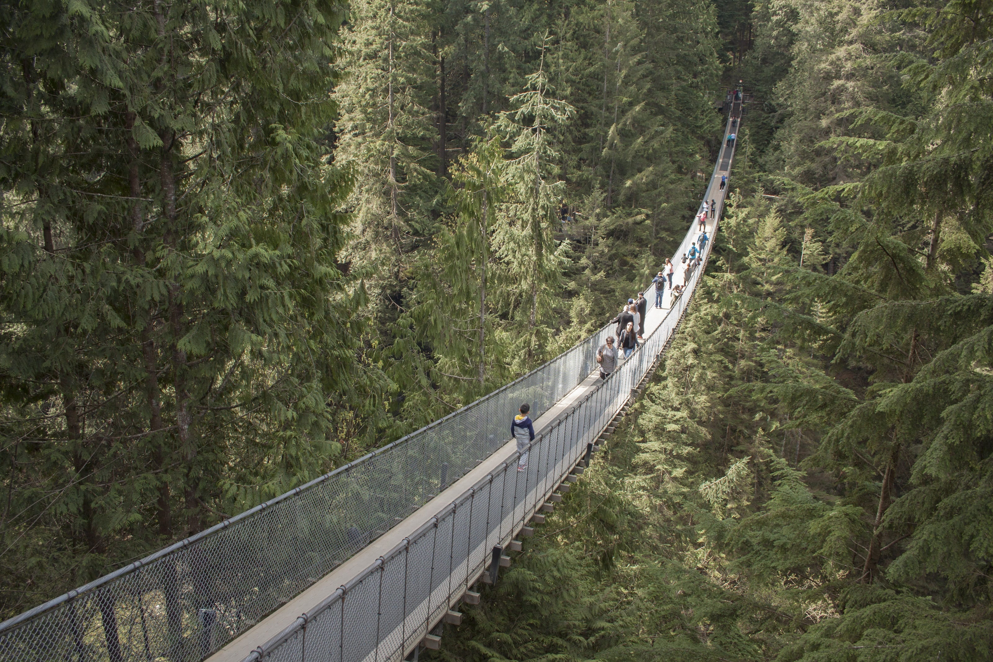 connection, cable, no people, deep, beauty in nature, crossing, trees, scenics - nature, bridge - man made structure, nature, surrounded, high, gorge, non-urban scene, HD Wallpaper