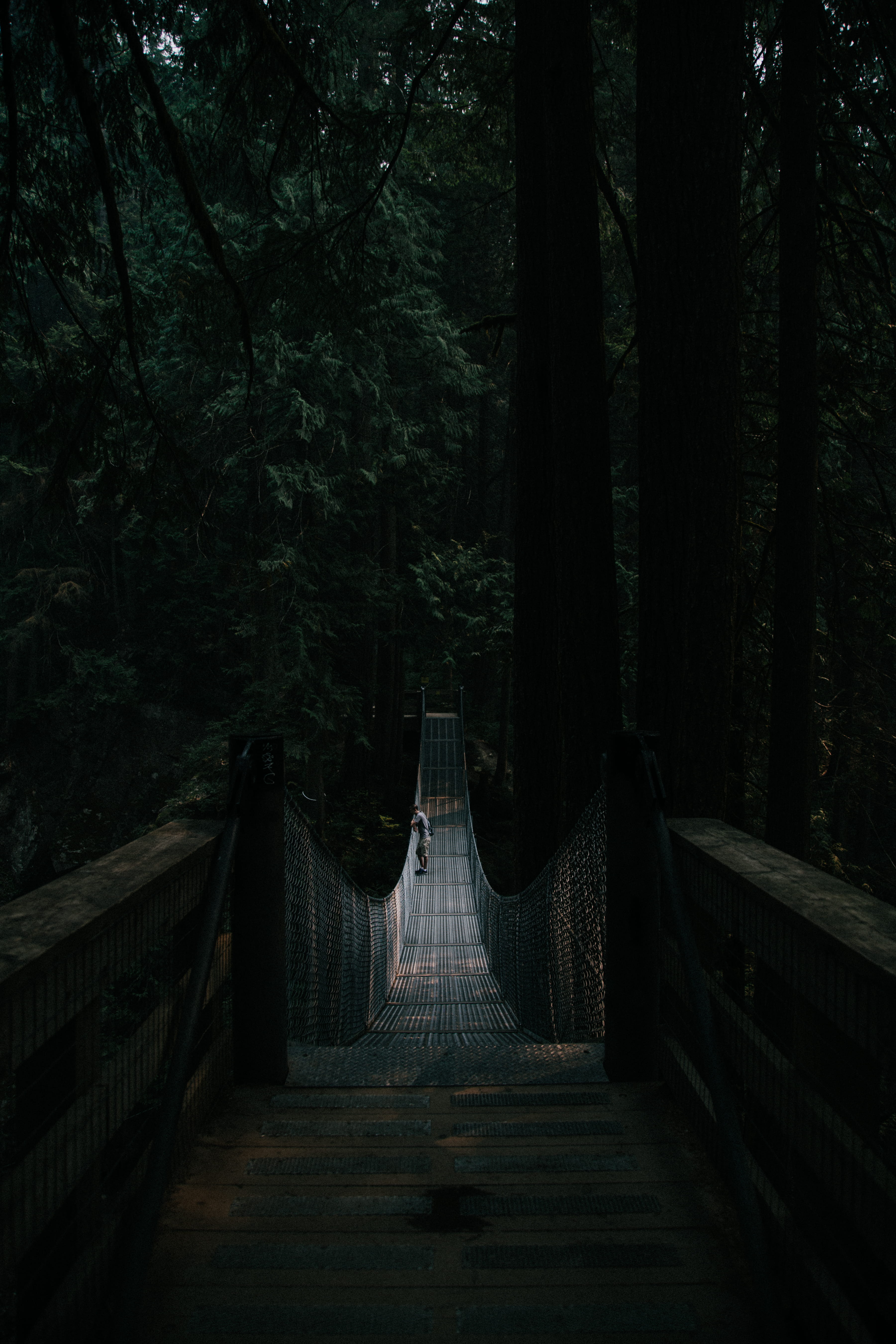 5K, rainforest, middle, famous Place, hiking, beautiful, mountain, scenics, bridge - Man Made Structure, nature, river, hike, jungle, footbridge, dark, Phone HD Wallpaper