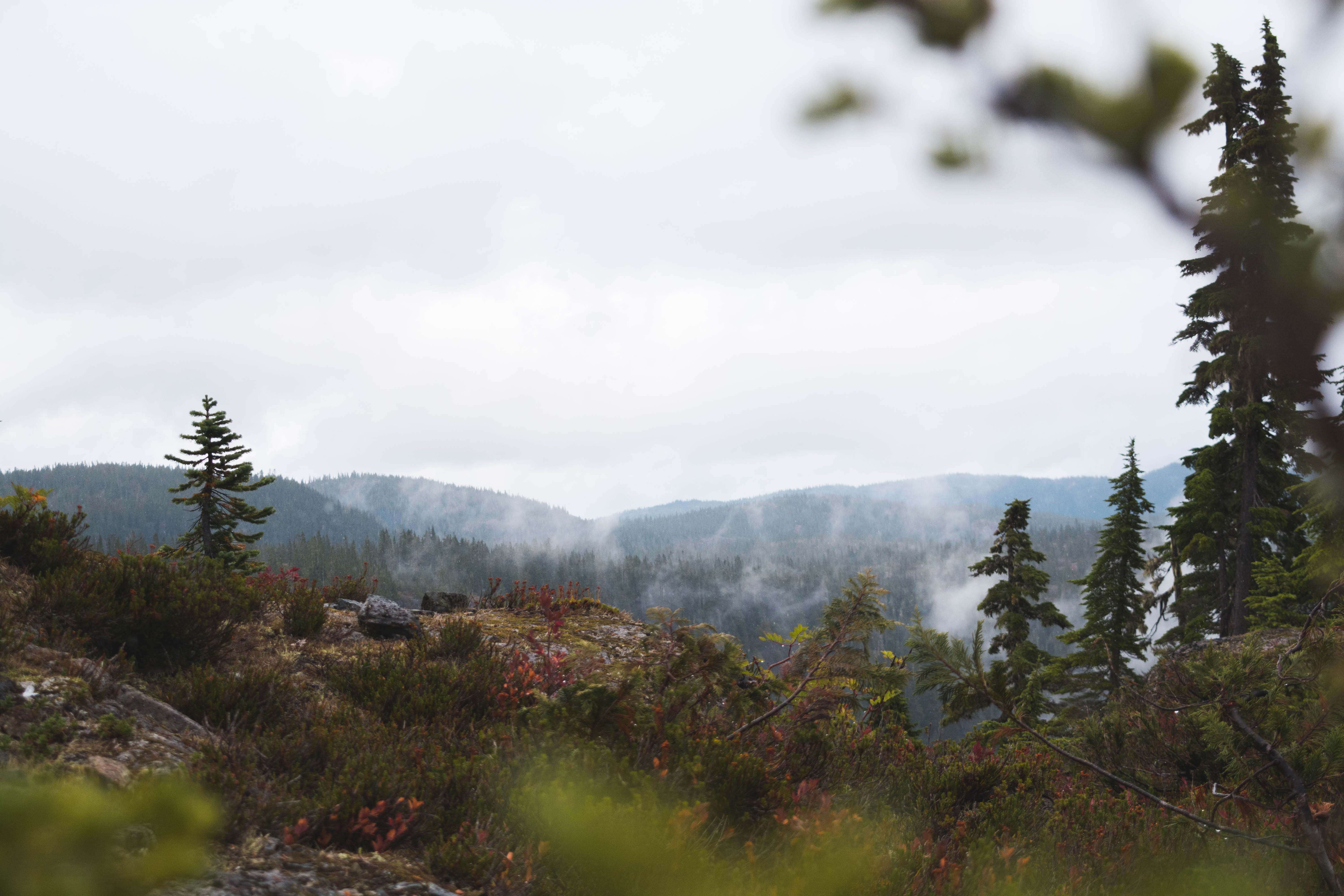 comox-strathcona d, land, mountain range, fog, coniferous tree, strathcona-westmin provincial park, clouds, non-urban scene, no people, nature, mountains, HD Wallpaper