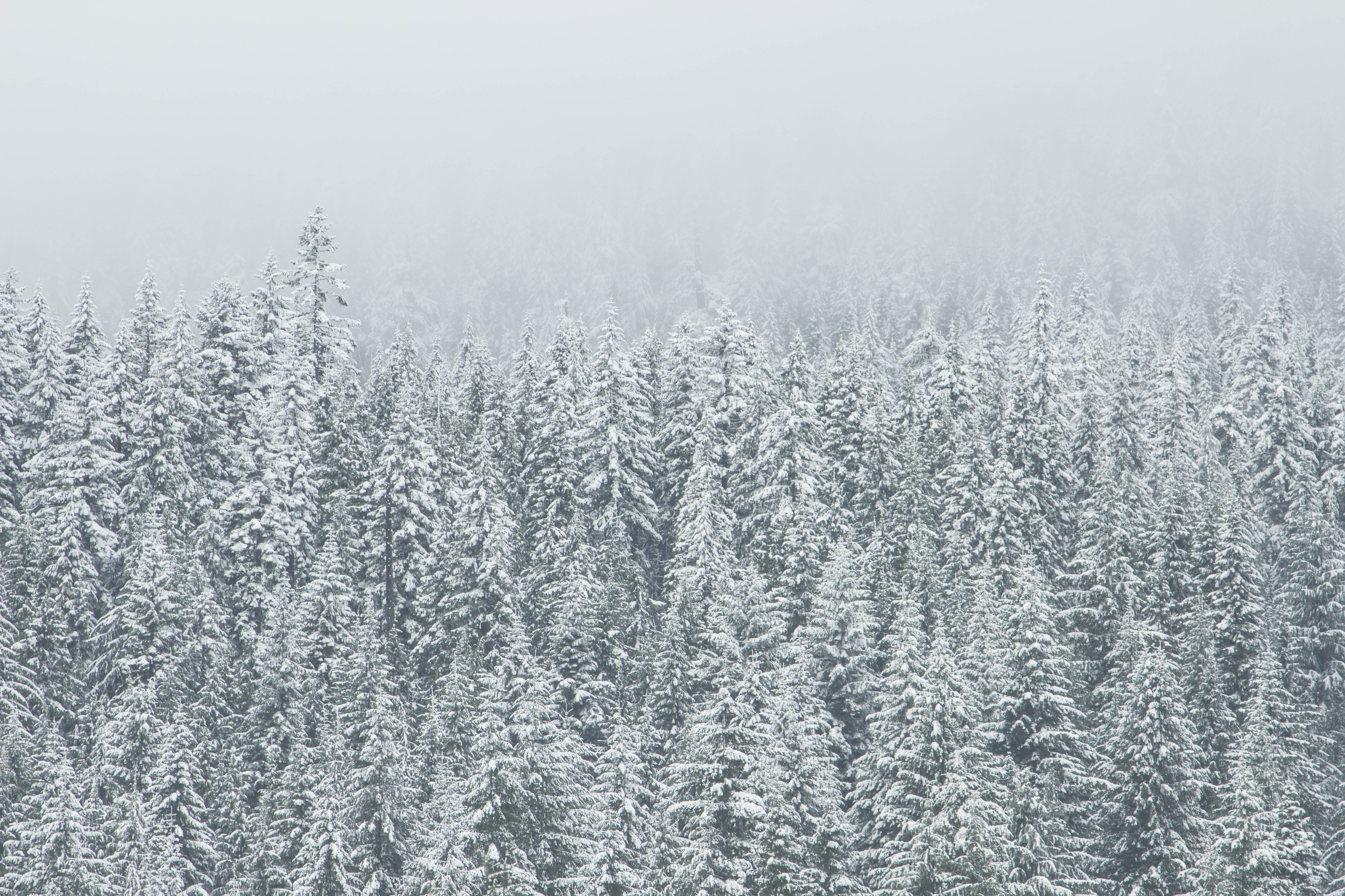 blue, snowing, pine, tranquility, fog, backgrounds, snow, coated, plant, pine tree, woodland, ice, coniferous tree, 5K, trees, nature, covering, white color, HD Wallpaper