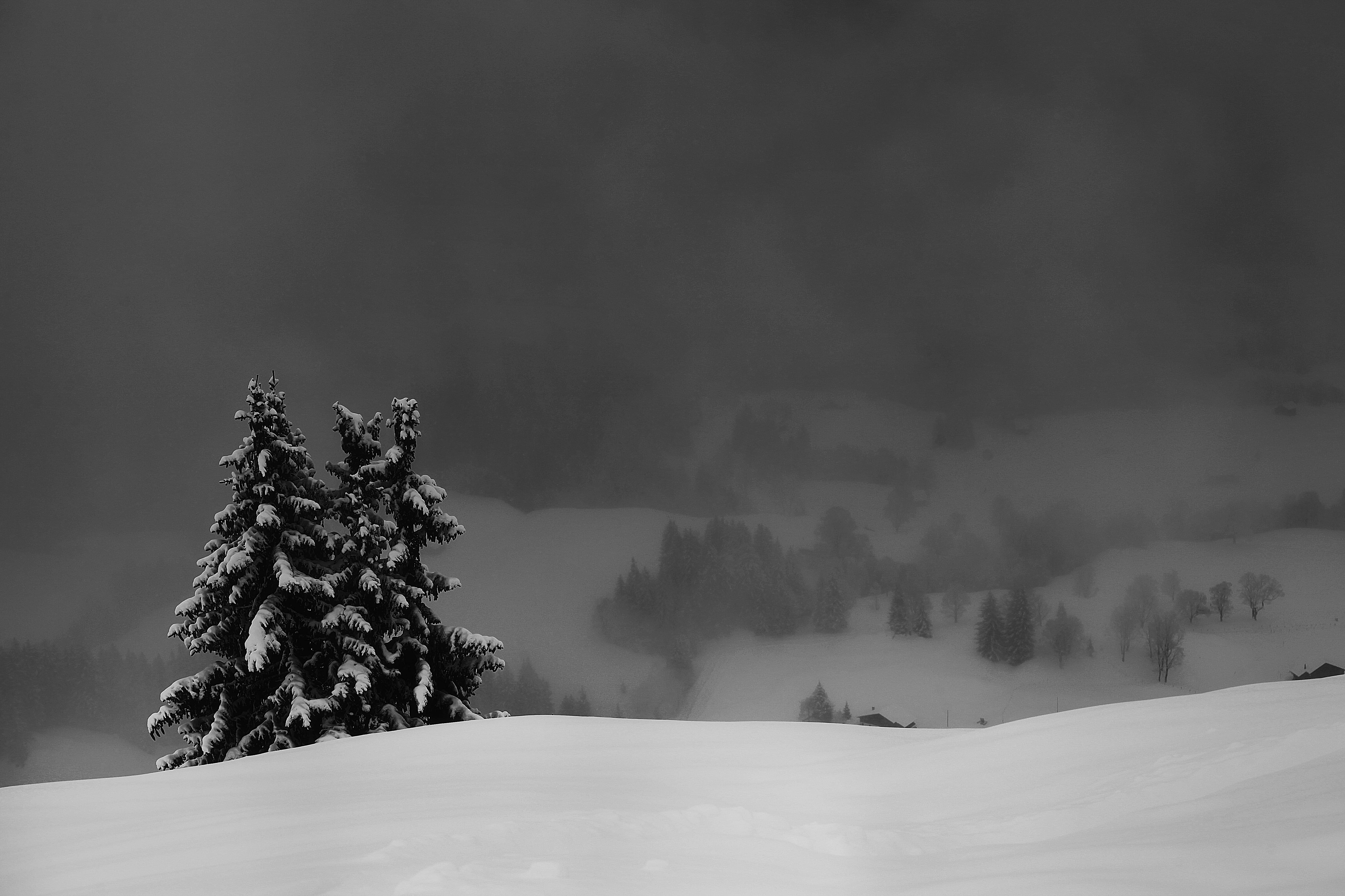 mountain, scenics - nature, tree, extreme weather, scene, forest, coniferous tree, tranquility, sky, plant, switzerland, trees, white color, tranquil scene, HD Wallpaper