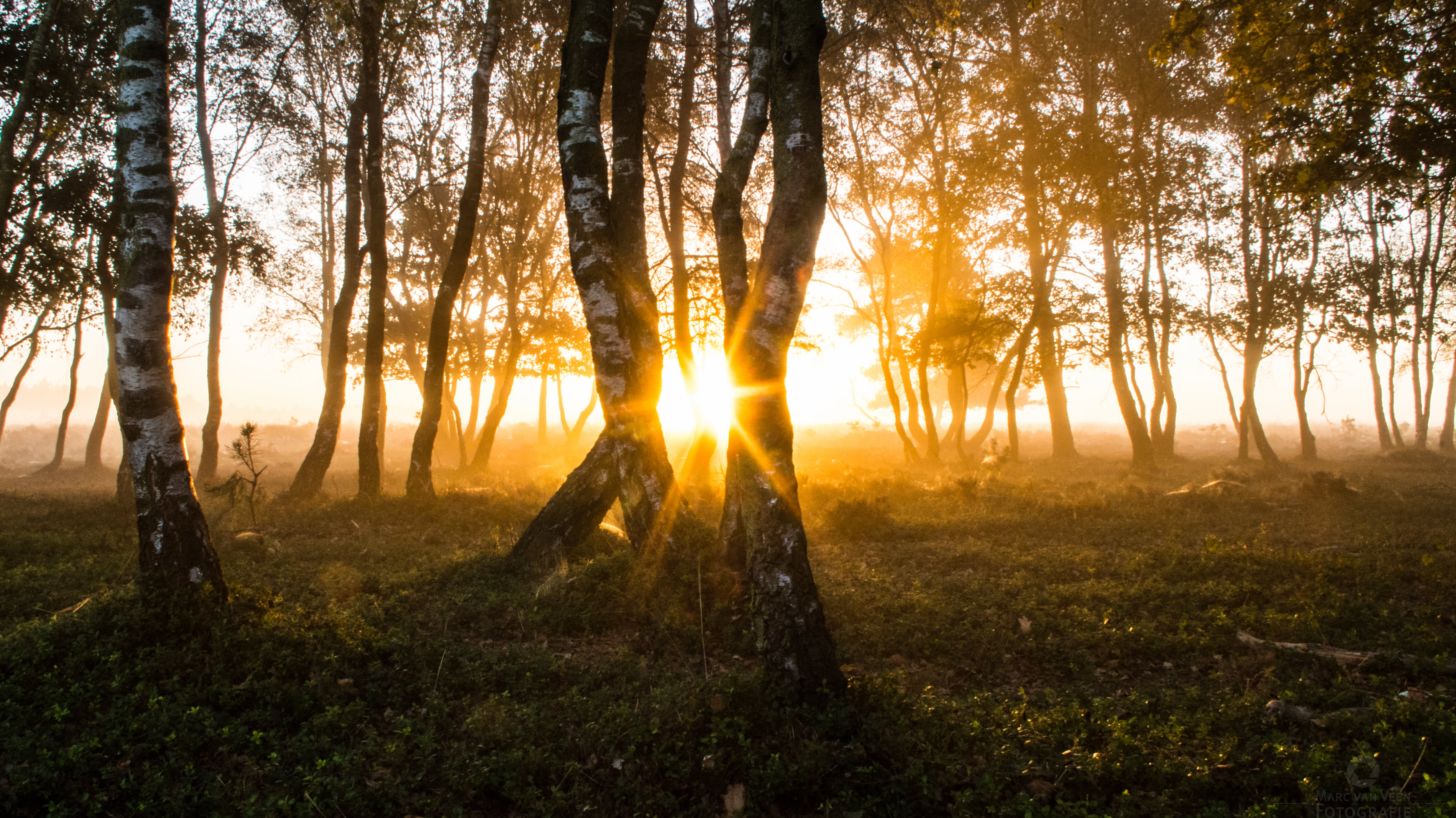 sunrise - Dawn, light - Natural Phenomenon, woods, birch  tree, ground cover, nature, sun, POV, morning, hour, trees, 4K, sunlight, sunbeam, landscape, HD Wallpaper