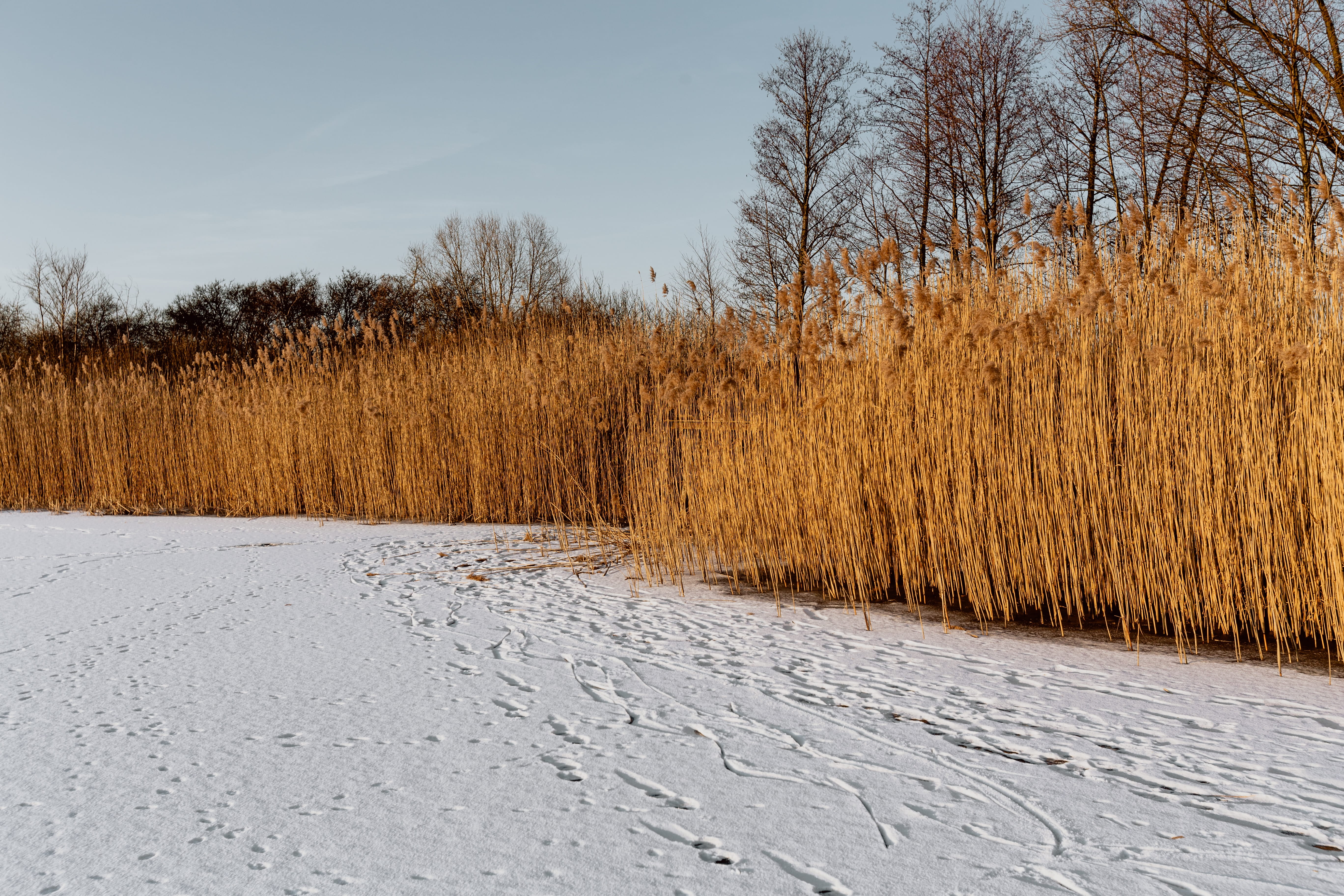 sky, no people, frozen, footpath, beauty in nature, landscape, winter, day, grass, tranquility, the way forward, adventure, direction, outdoors, lake, middle, HD Wallpaper