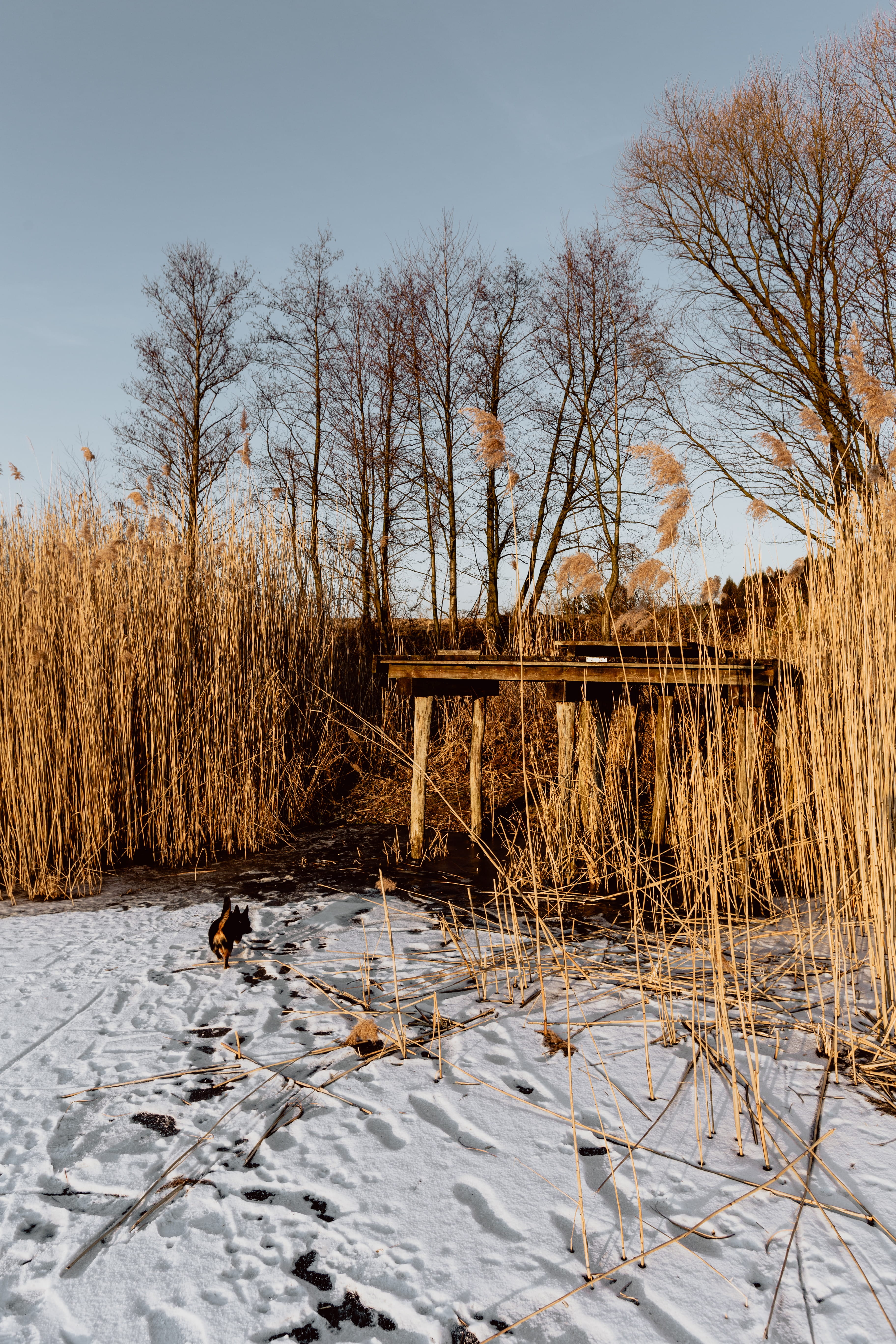 sunset, 5K, no people, animal, day, architecture, nature, grass, sky, frozen, duck, cane, bare tree, outdoors, pets, magic hour, cold temperature, animal themes, Phone HD Wallpaper