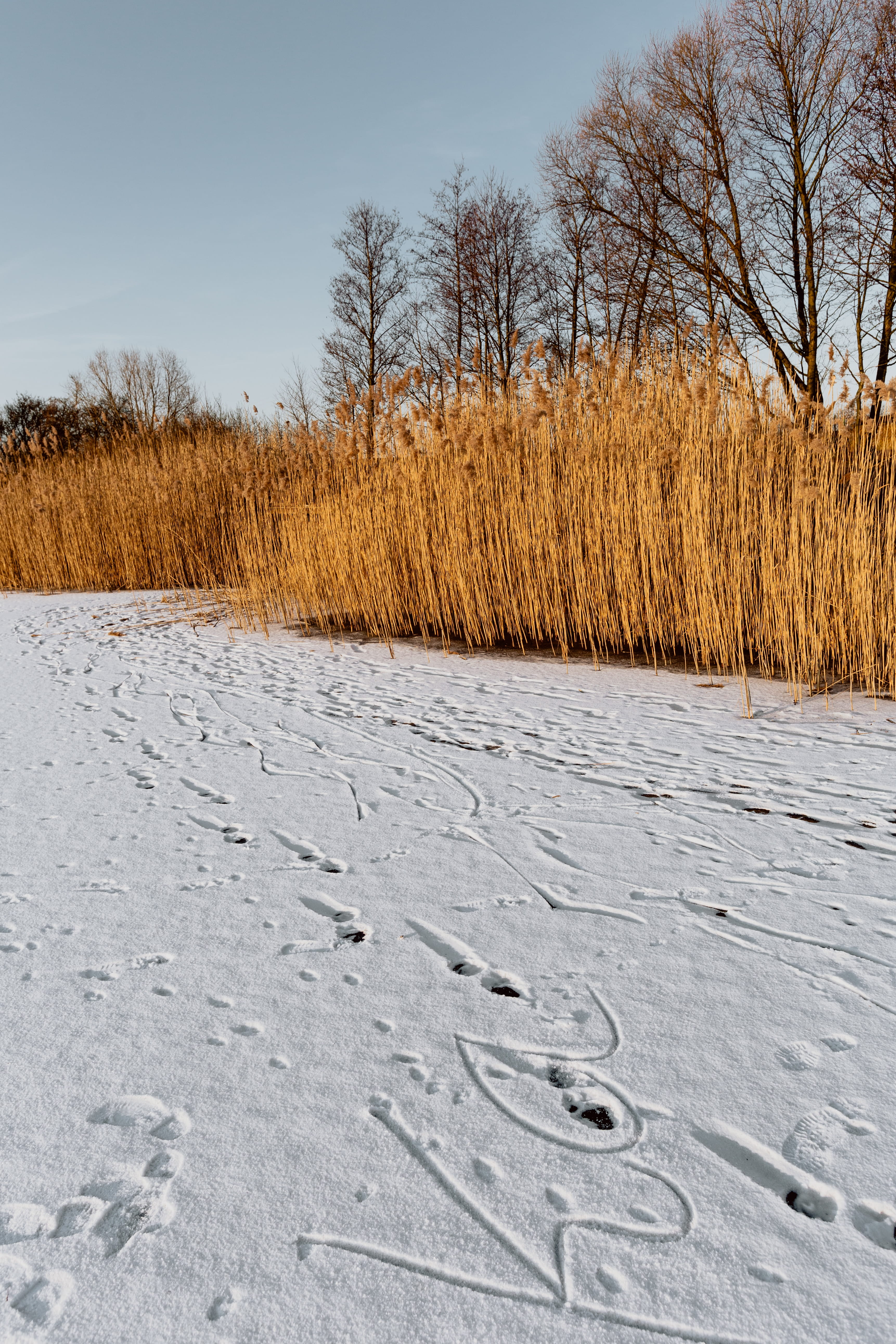 nature, winter, cold temperature, non-urban scene, frozen, sky, landscape, growth, beauty in nature, scenics - nature, magic hour, plant, grass, tree, lake, Phone HD Wallpaper