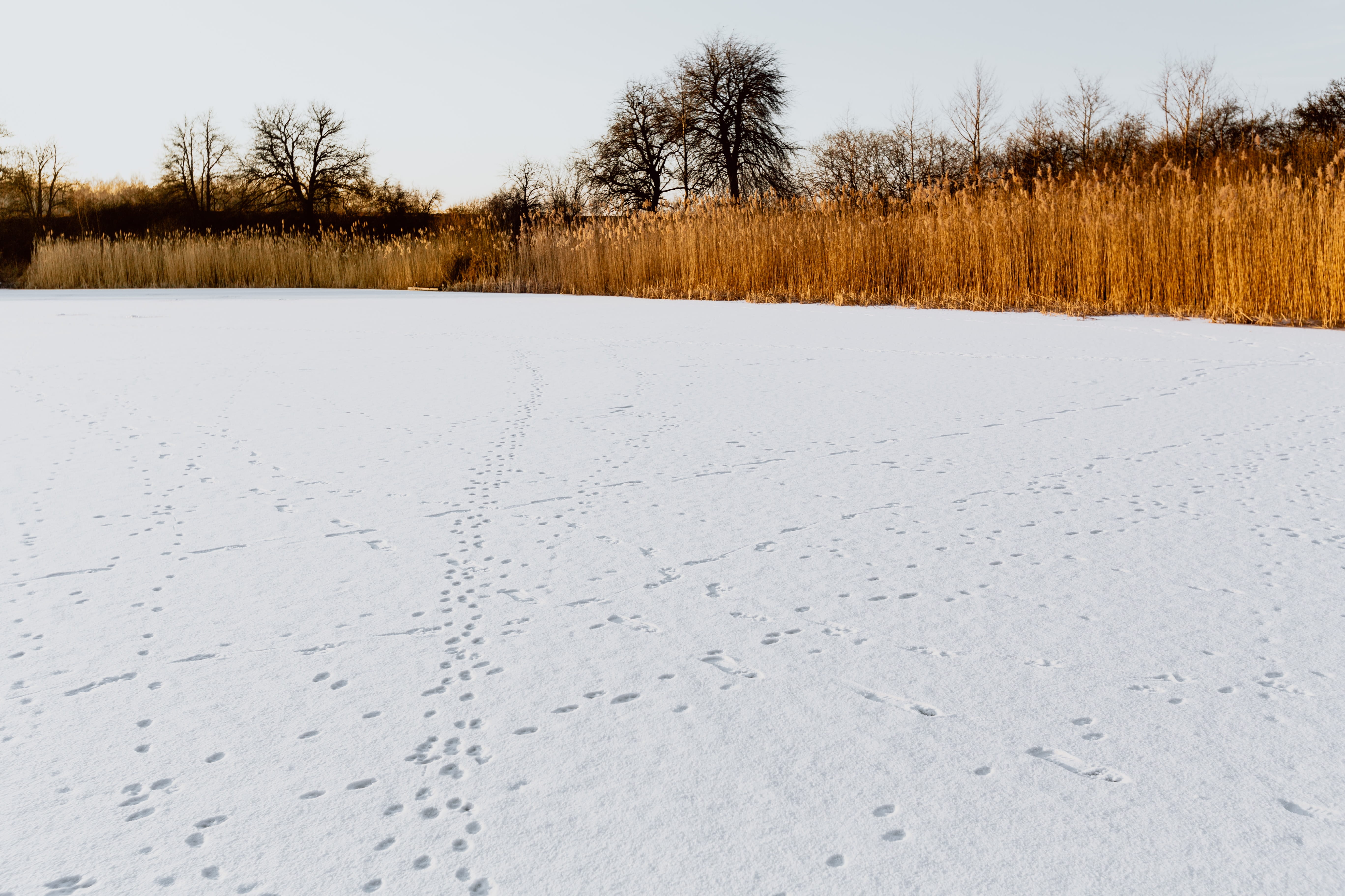 magic hour, plant, tranquility, day, white color, beauty in nature, 5K, land, no people, snow, nature, adventure, tranquil scene, frozen, field, sky, cane, HD Wallpaper