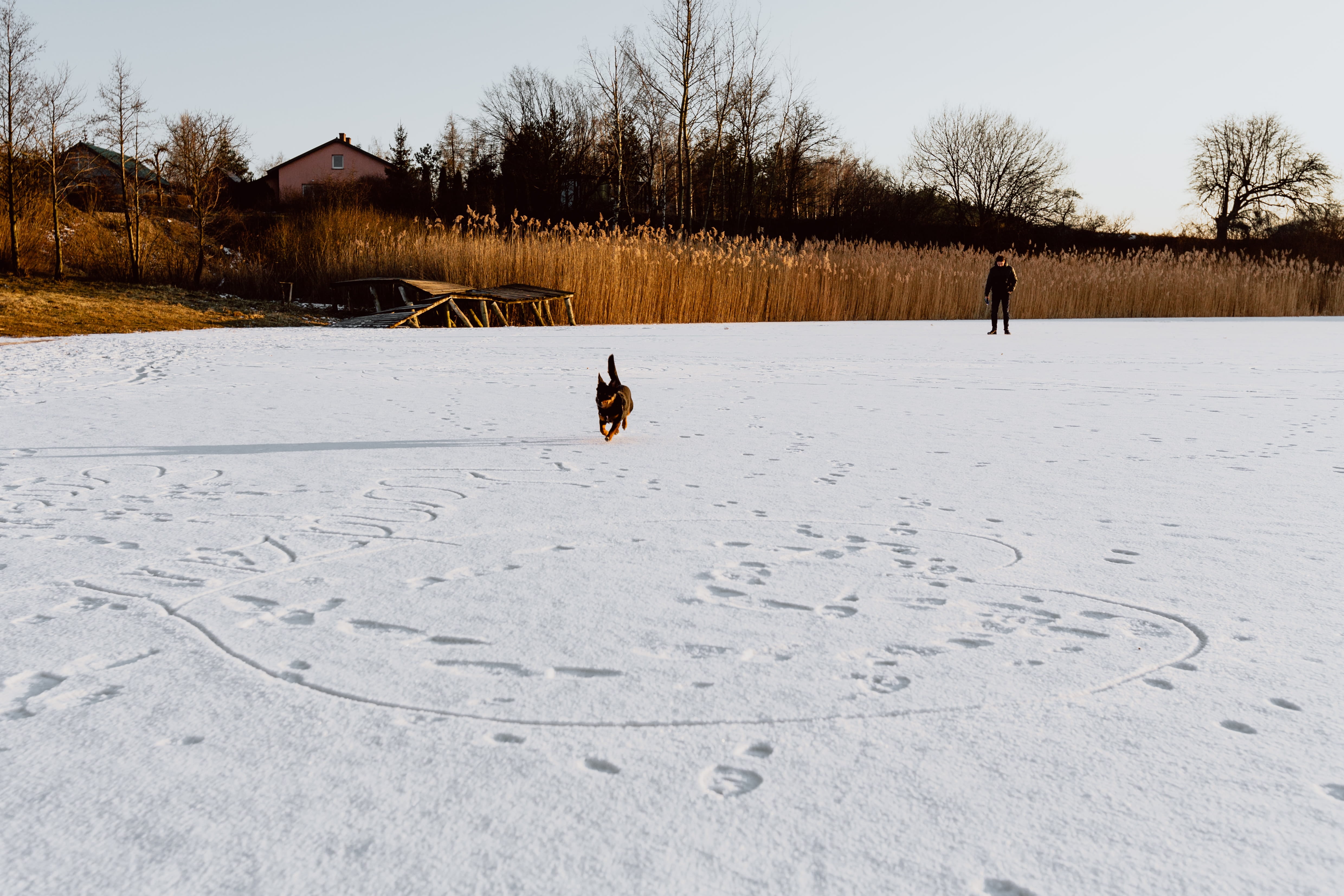 land, outdoors, winter, covering, animal, dog, middle, lake, day, field, domestic animals, snow, vertebrate, tree, frozen, cold temperature, mammal, nature, HD Wallpaper