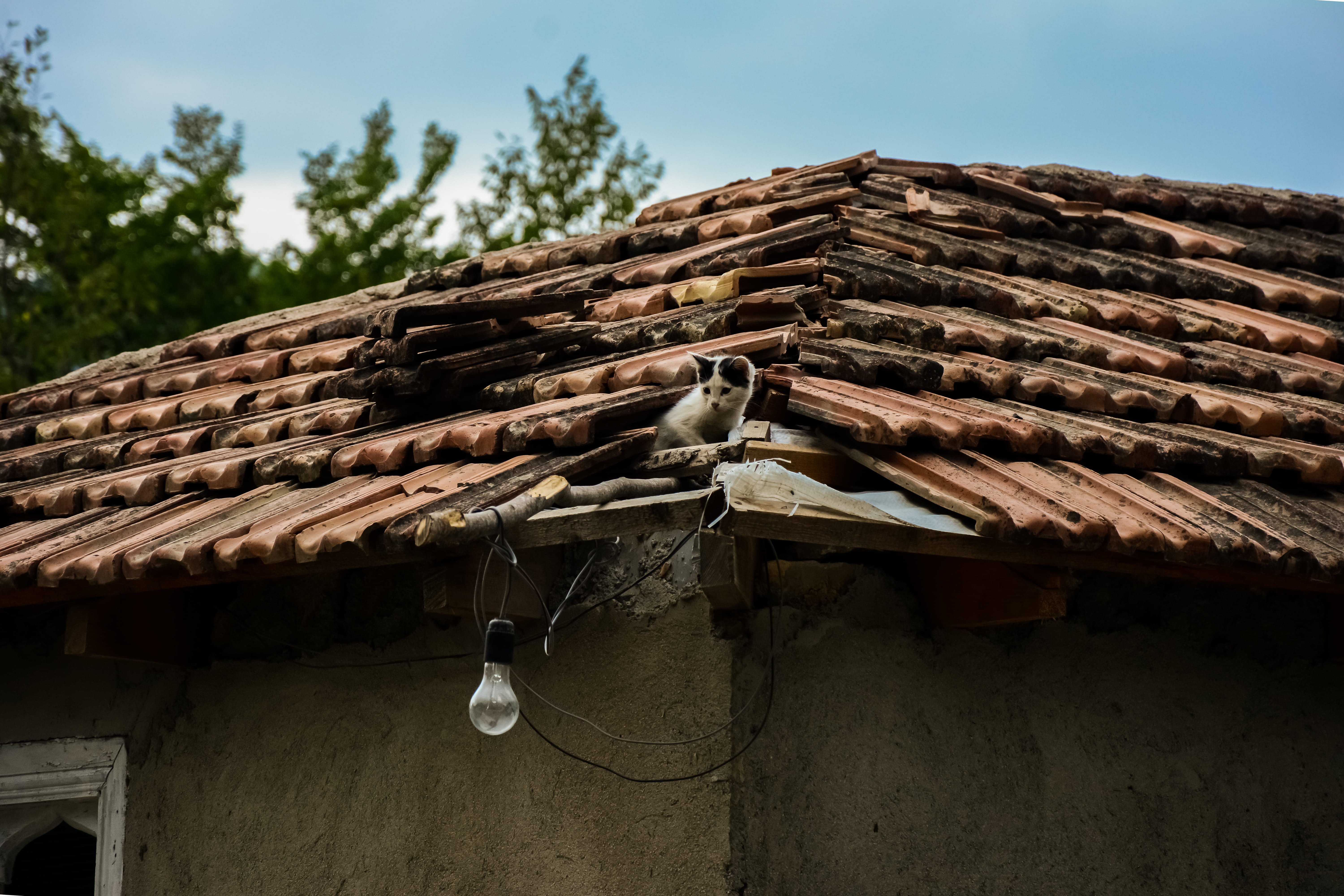 roof tile, kitty, building, azerbaijan, cat, old, animal, help, top, house, focus on foreground, weathered, quba, low angle view, outdoors, roof, building exterior, HD Wallpaper