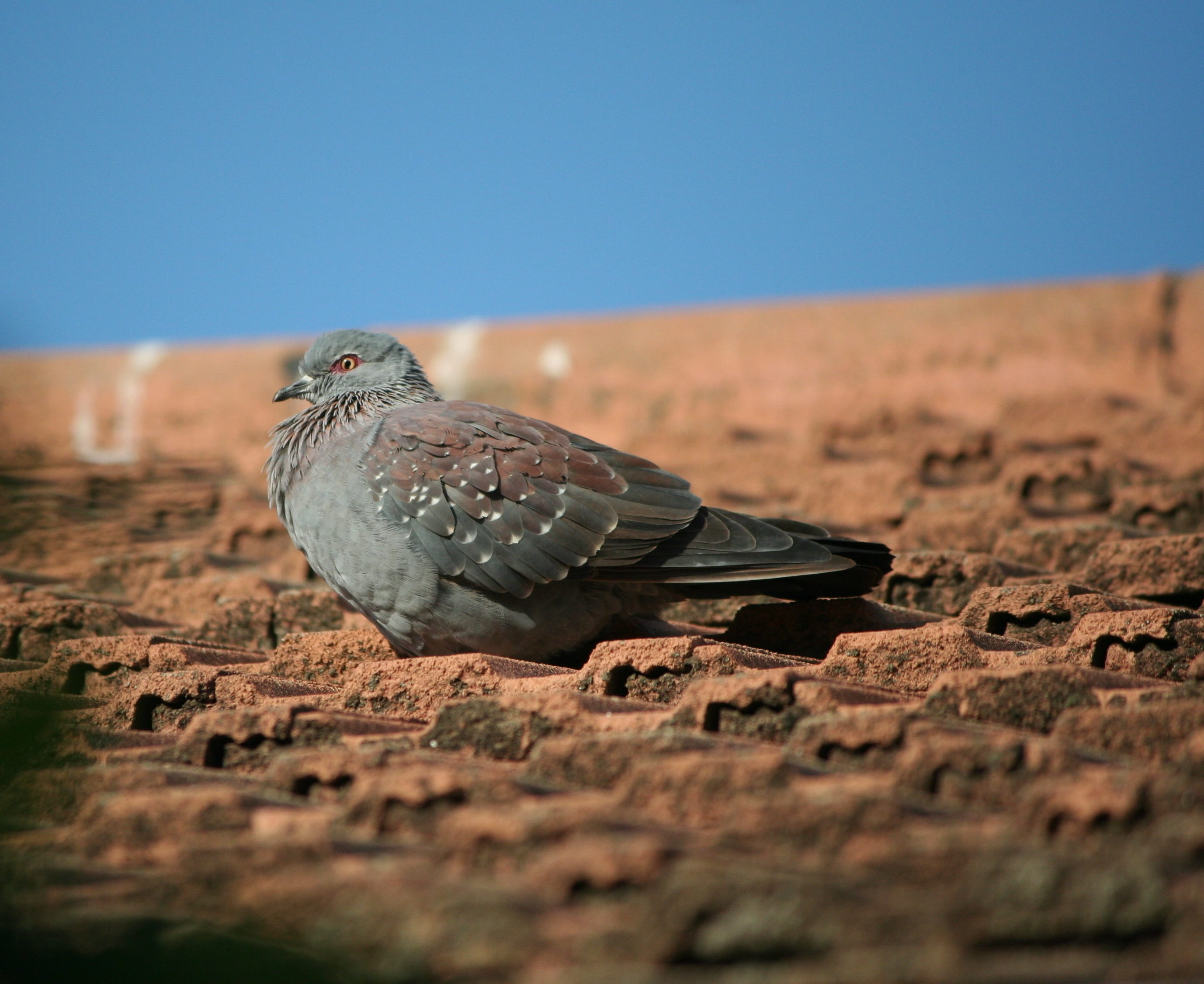 falcon - bird, bird of prey, feather, animals in the wild, 2K, clear sky, rock pigeon, animal themes, dove, one animal, fall, selective focus, nature, HD Wallpaper