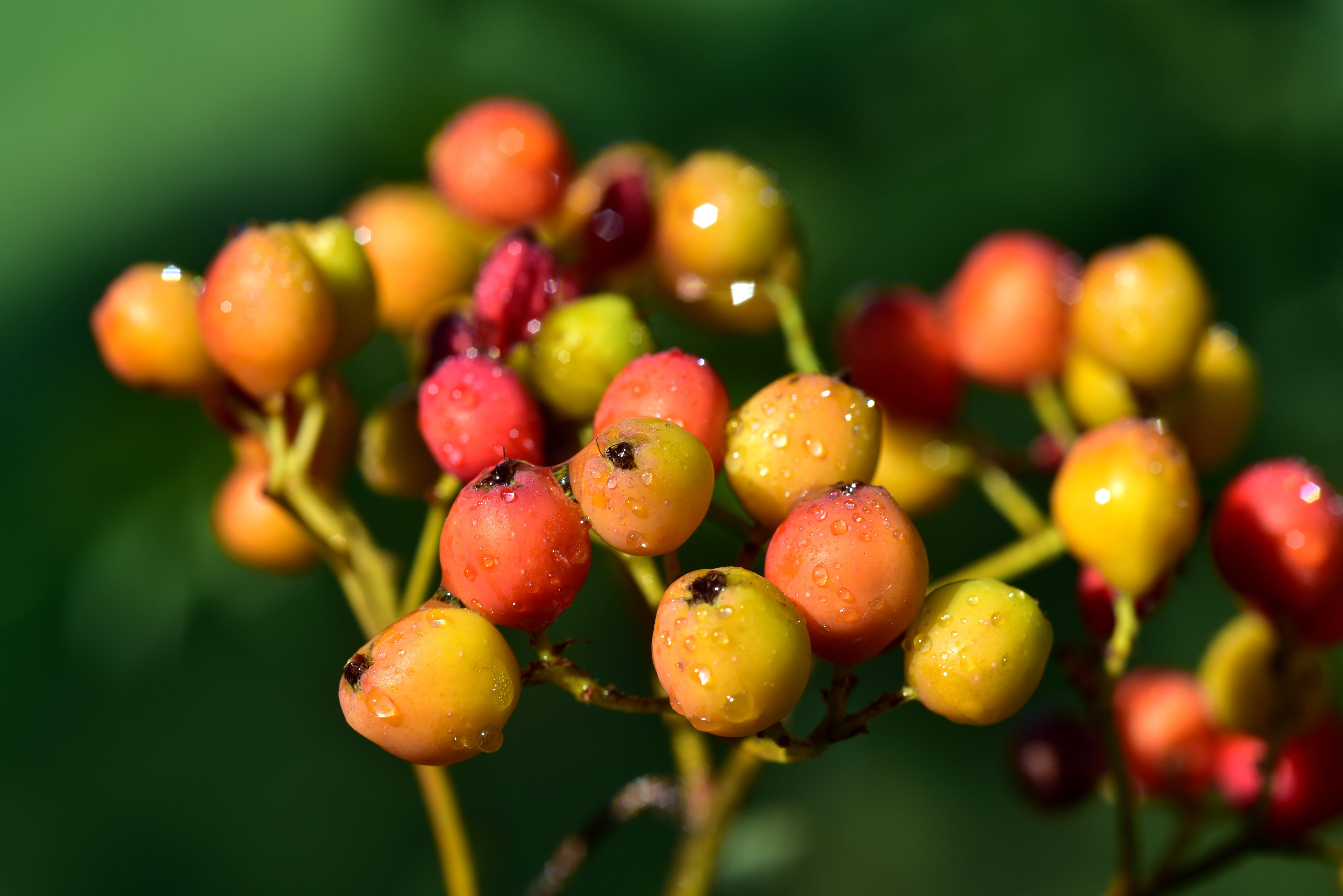 red, yellow, food, juicy, small, freshness, summer, healthy eating, green color, leaf, focus on foreground, wet, ash, wellbeing, bush, water, mountain ash, HD Wallpaper