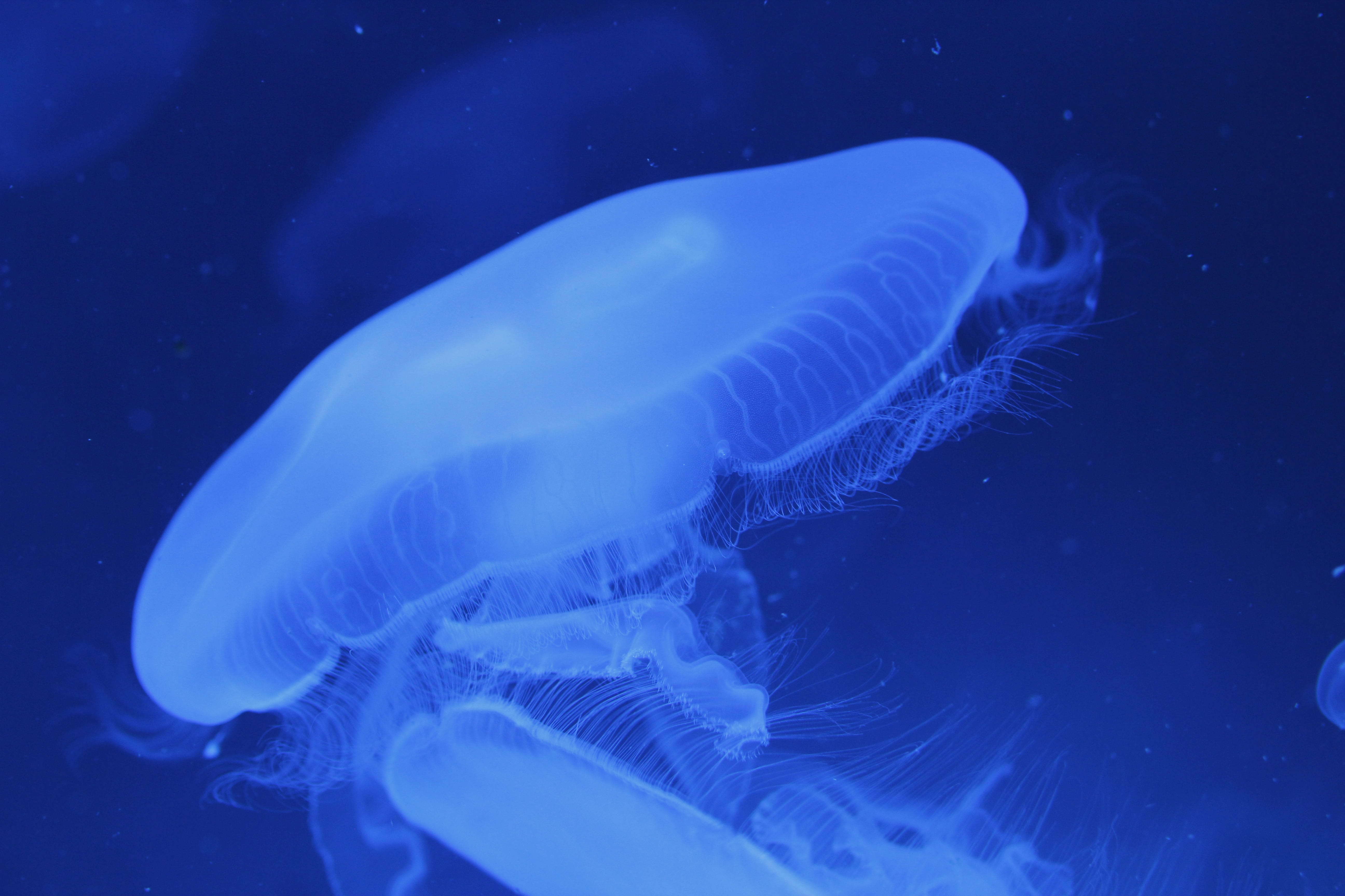 andalusia, sea, science park, current, marine, floating on water, fauna, sea life, aquarium, nature, costa, water, fish, biodome, ocean, invertebrate, swimming, HD Wallpaper