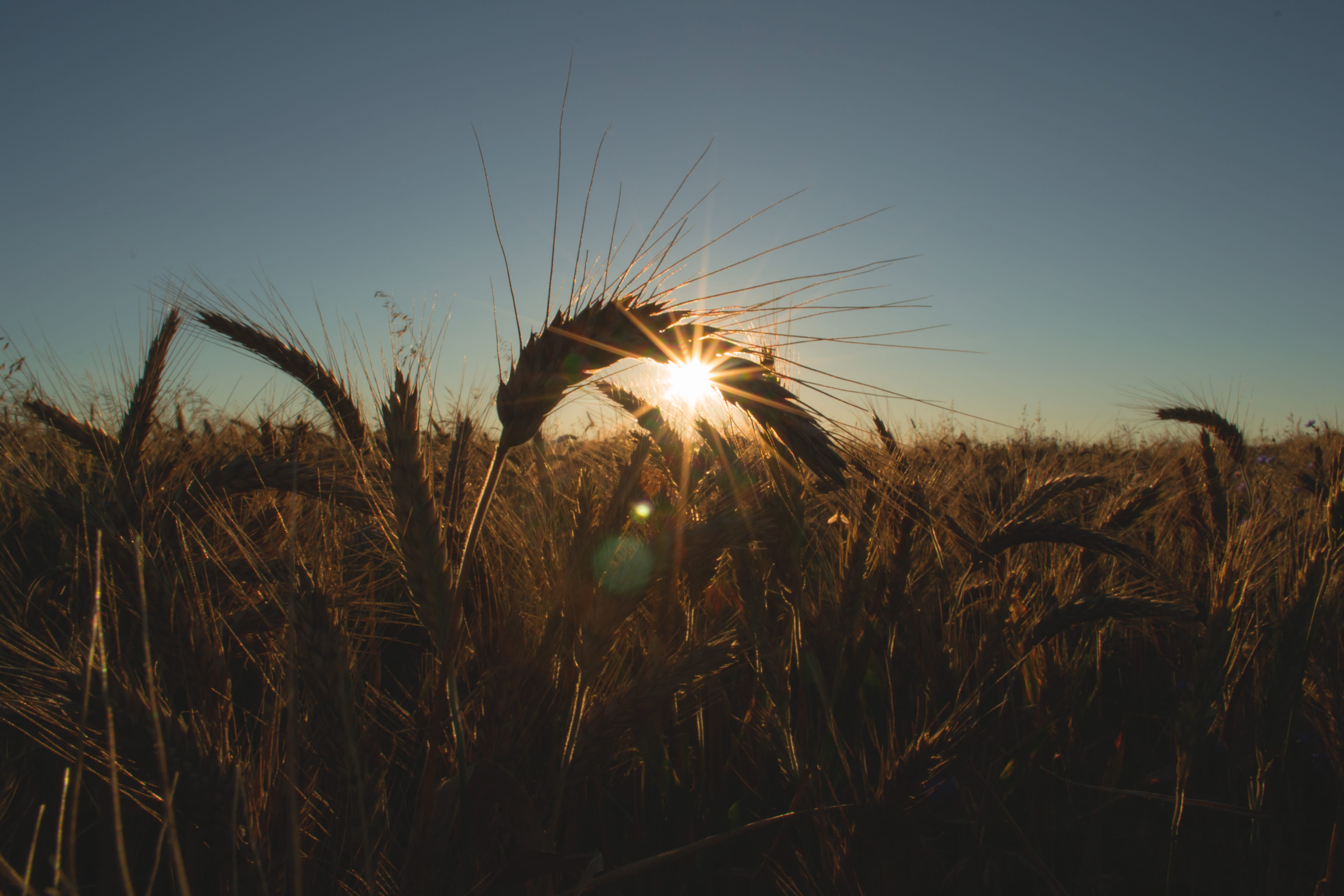 sunset, summer, outdoors, seed, sky, closeup, field, plant, wheat, lens flare, suchawa, close-up, sun, barley, sunlight, cereal plant, landscape, food, HD Wallpaper