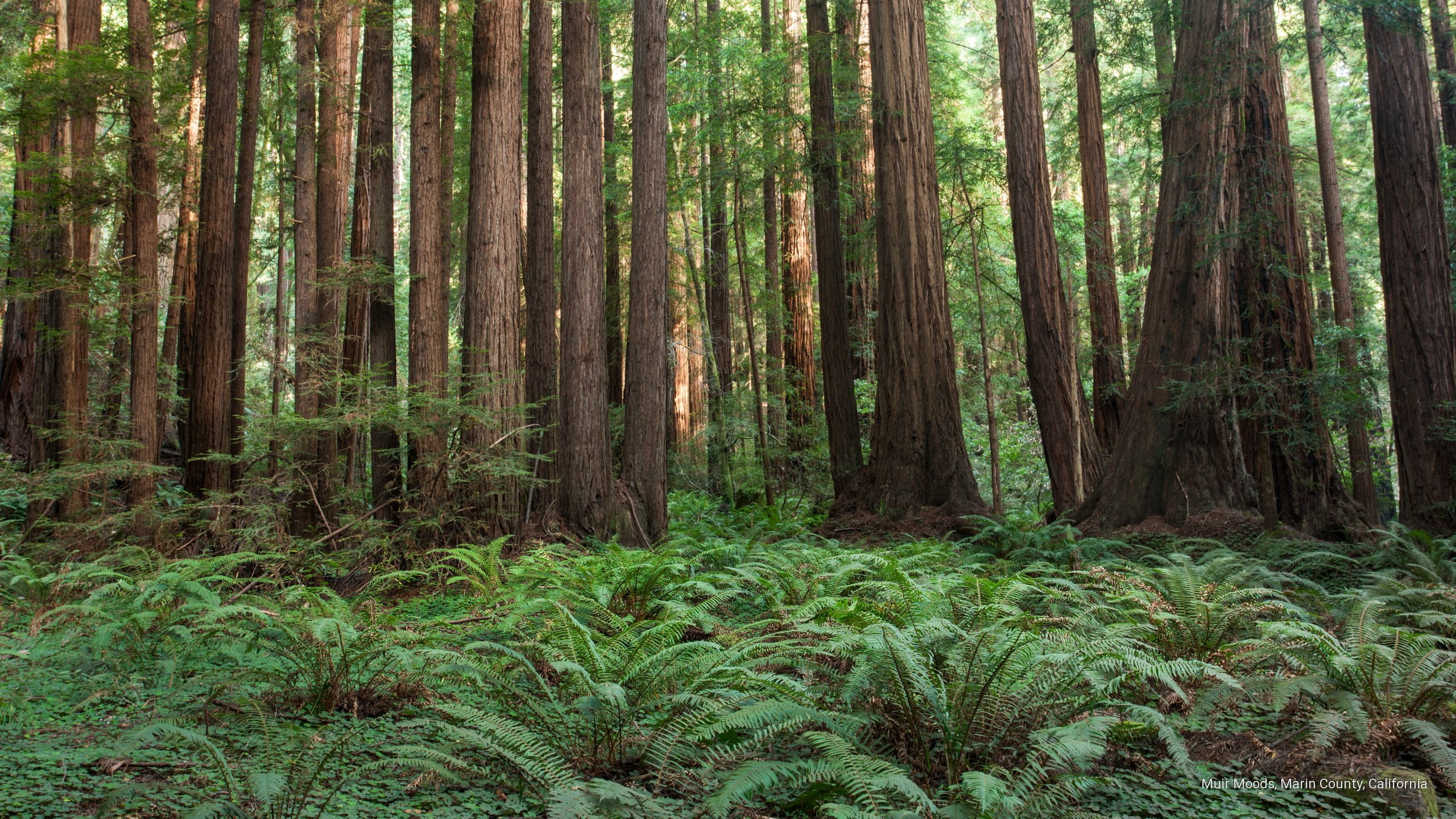 marin, county, muir, california, 2K, moods, North America, HD Wallpaper
