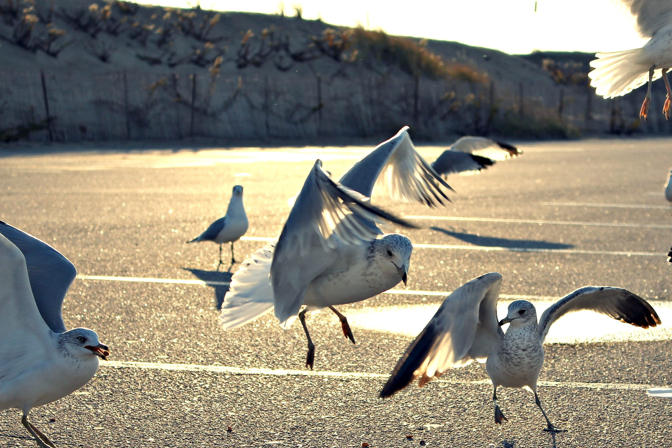 westerly, misquamicut state beach, no people, vertebrate, flying, spread wings, day, shadow, large group of animals, city, animal, seagulls, animal wildlife, HD Wallpaper