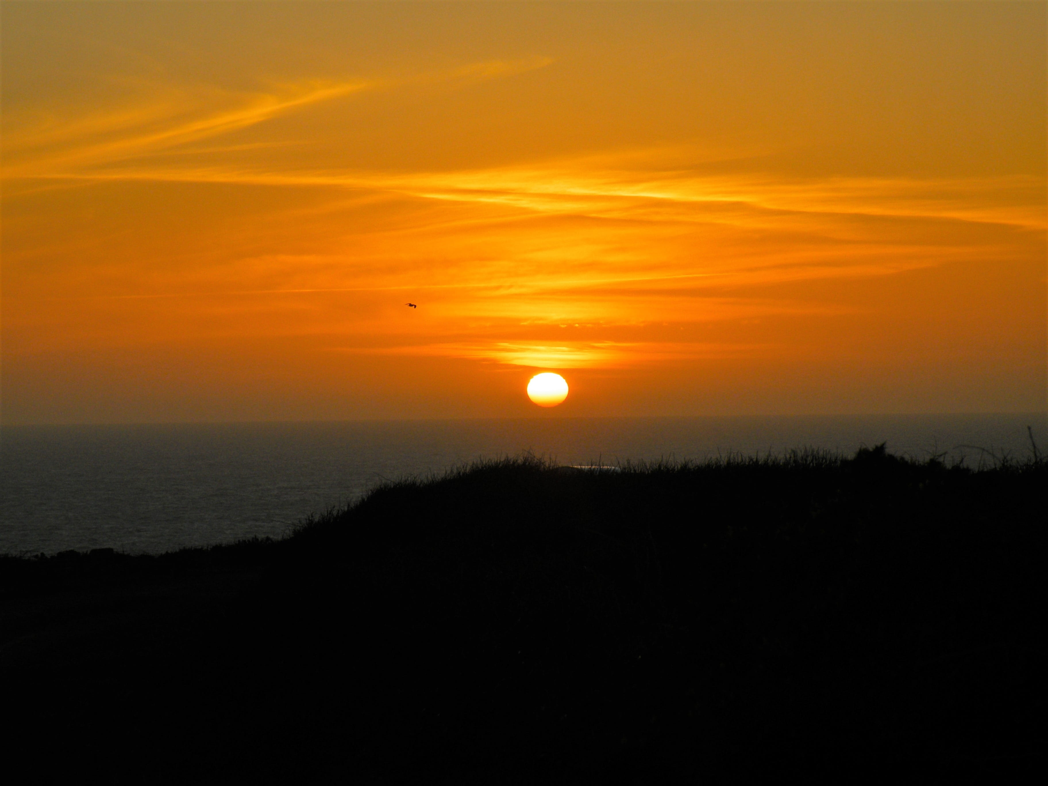 tranquil scene, idyllic, horizon, 2K, sun, scenics - nature, silhouette, horizon over water, plant, no people, cloud - sky, bird, LandS End, Cornwall, HD Wallpaper