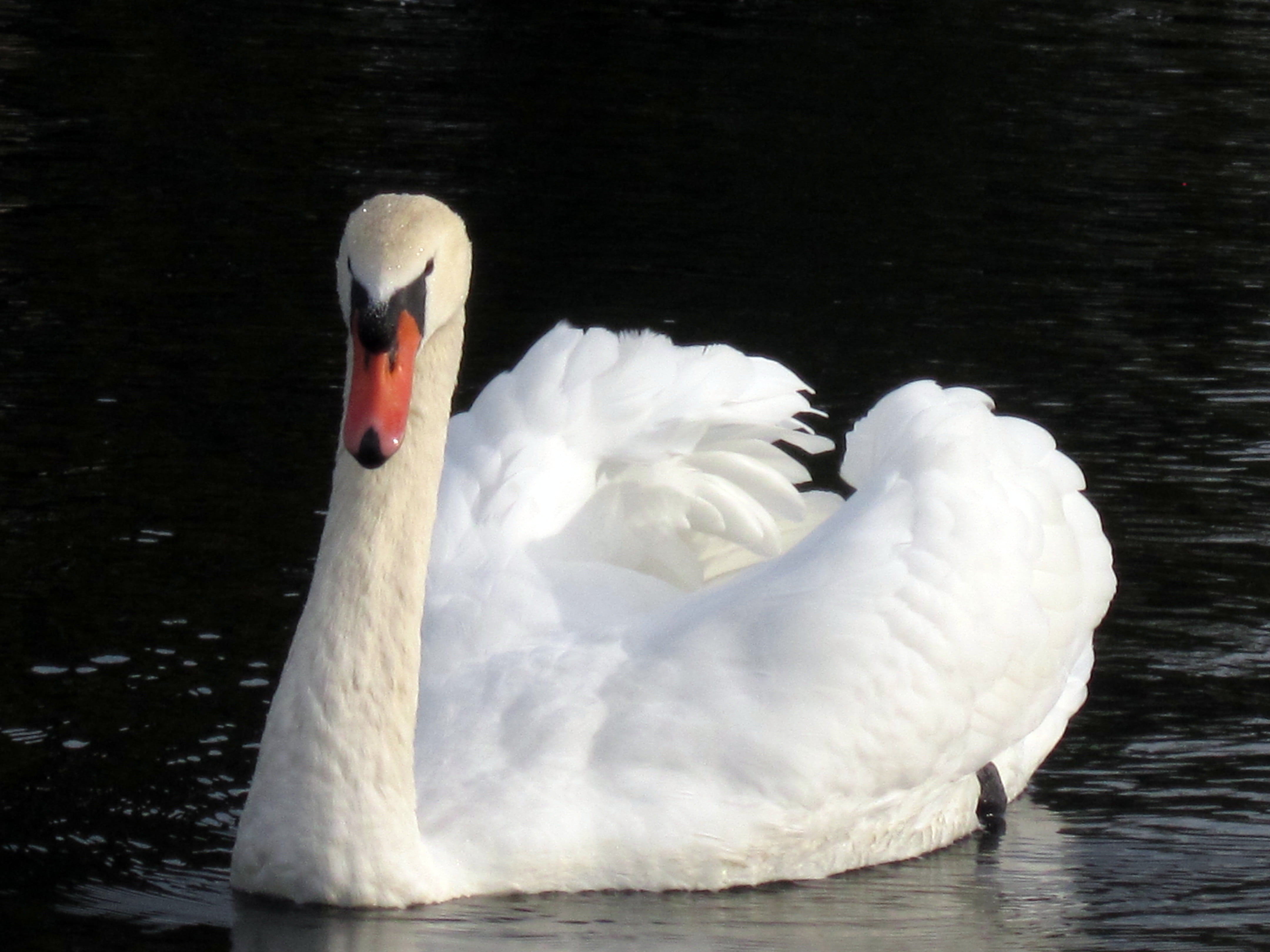 animal neck, day, cornwall, feather, zoology, jesus, beak, tranquil, one animal, calm, water, floating on water, summer, animal, vertebrate, penzance, lake, HD Wallpaper