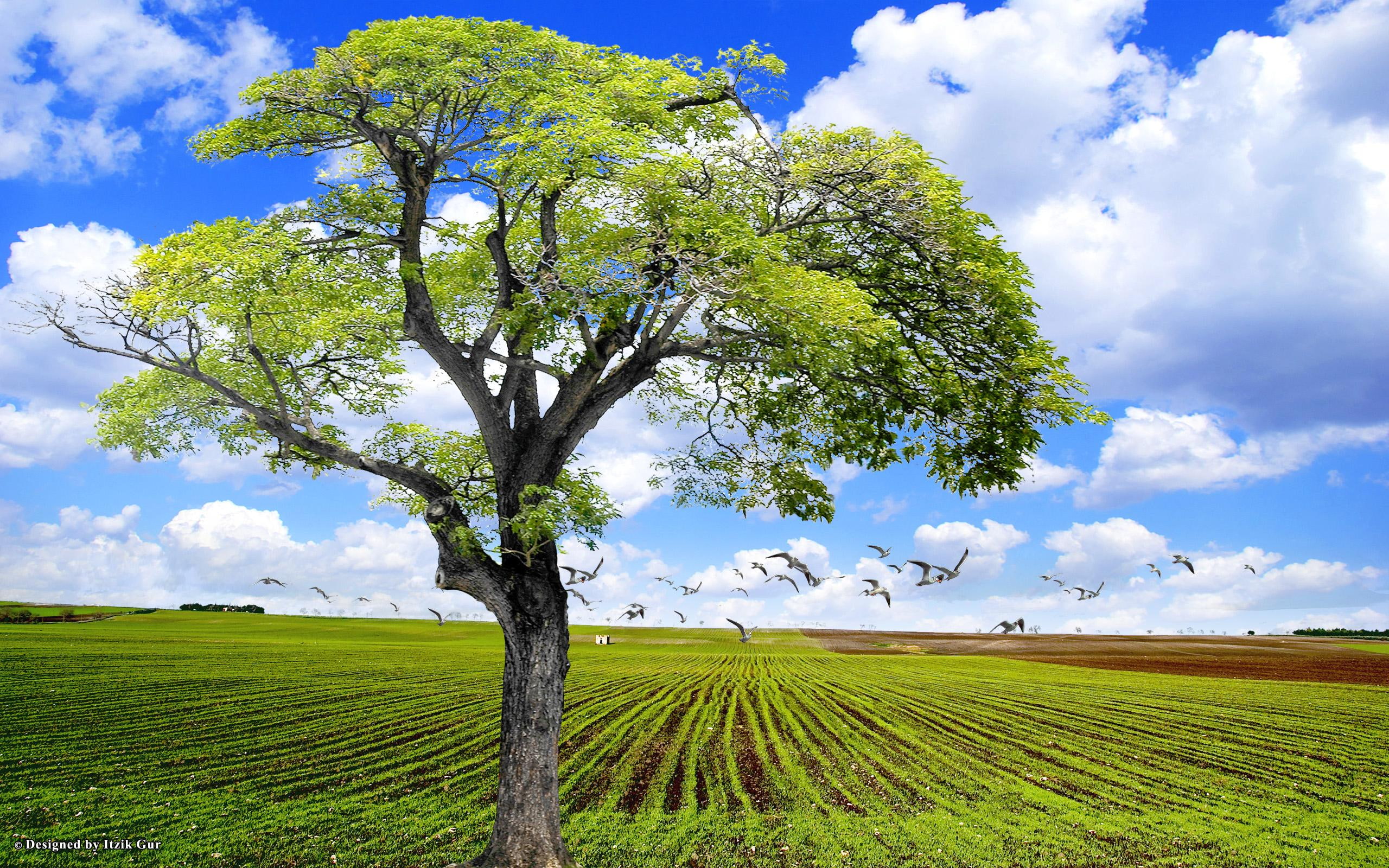 nature, field, landscape, 3d and abstract, 2K, tree, plowed, HD Wallpaper