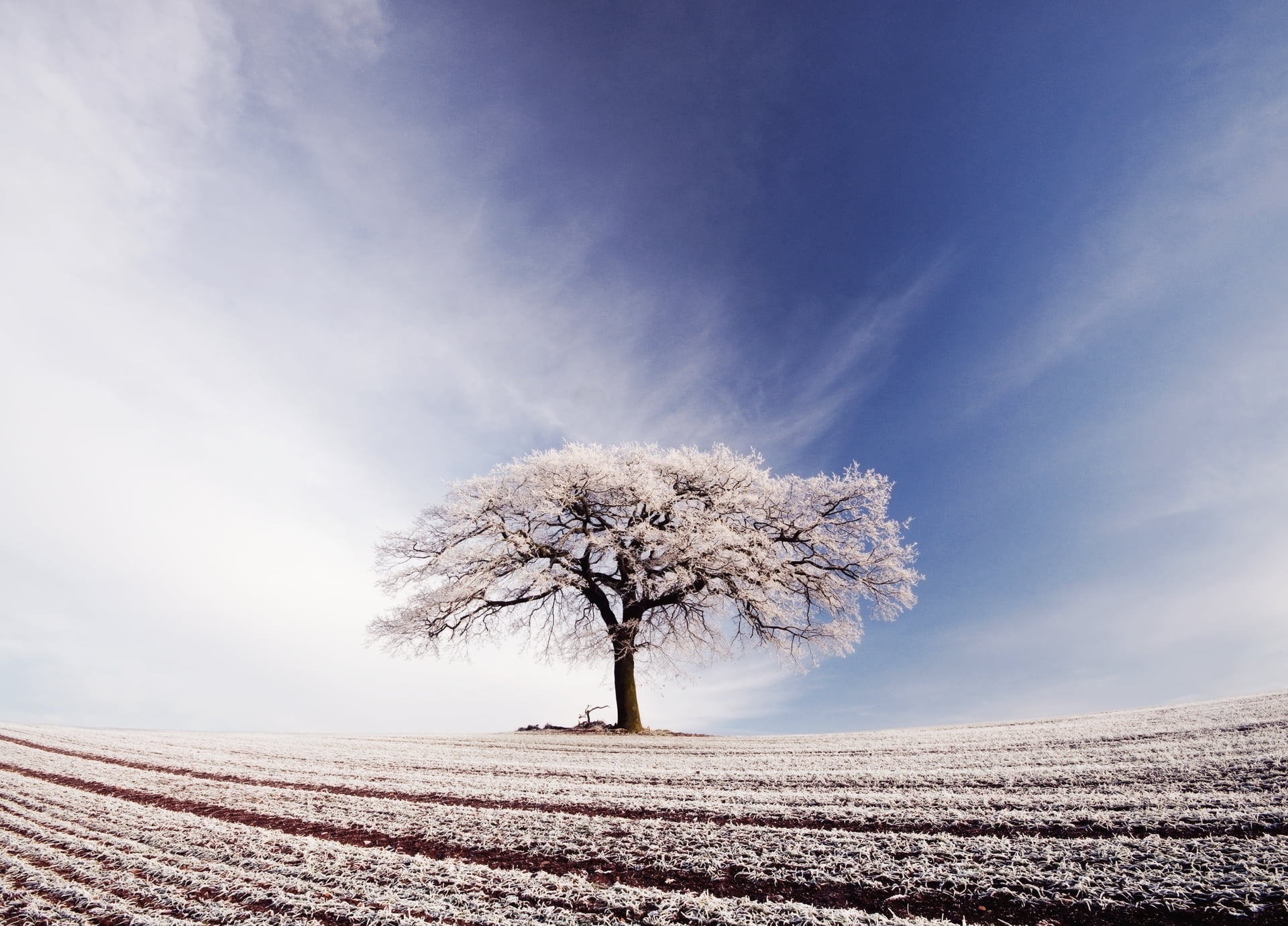 frosts, no People, loneliness, landscaped, plowed Field, non-Urban Scene, cloud - Sky, season, 1080P, flower, branch, scenics - nature, beauty In Nature, HD Wallpaper