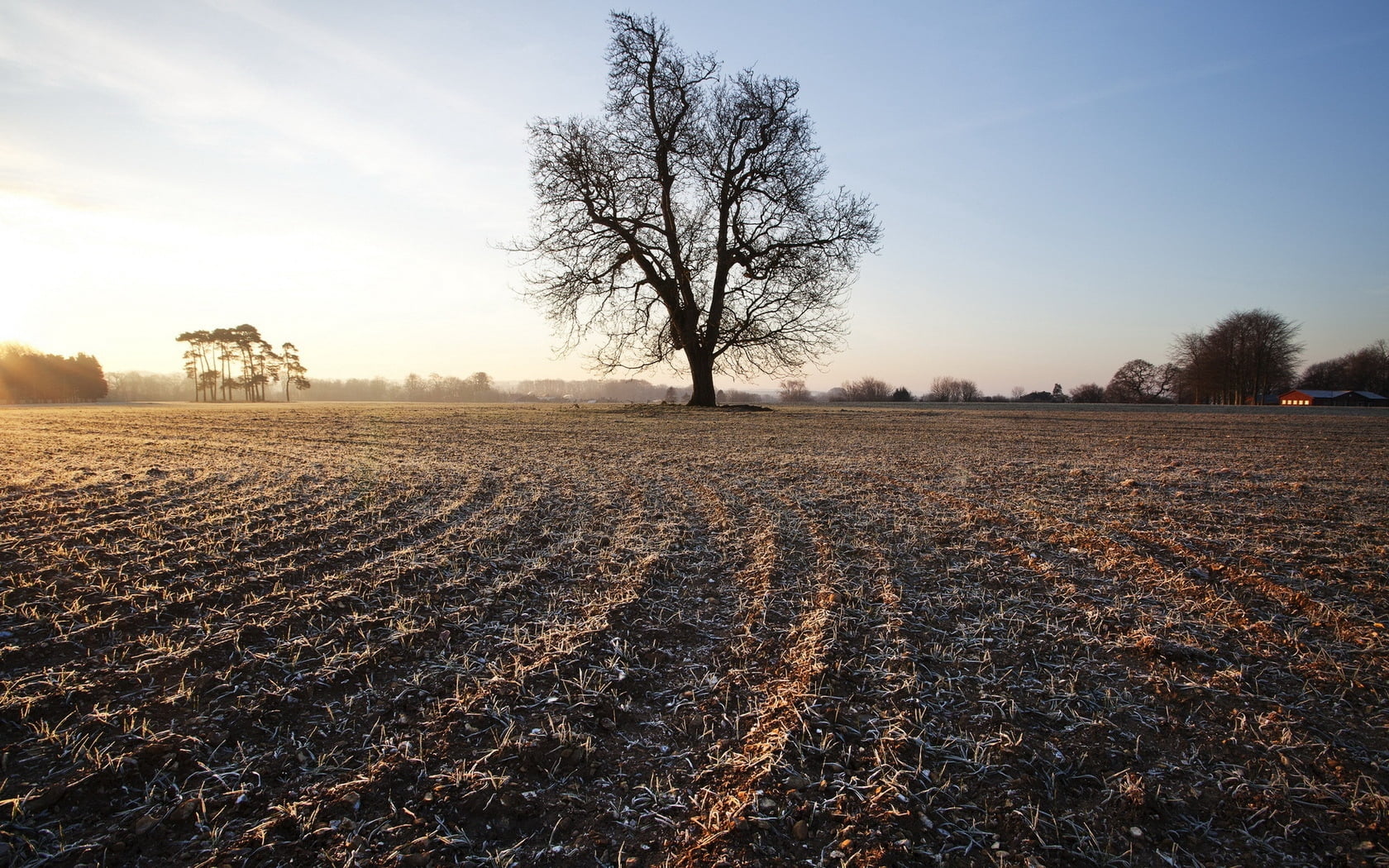 summer, yellow, winter, growth, day, field, frosts, dirt, landscape, 720P, morning, sky, outdoors, sunlight, farm, in A Row, nature, horizon Over Land, HD Wallpaper