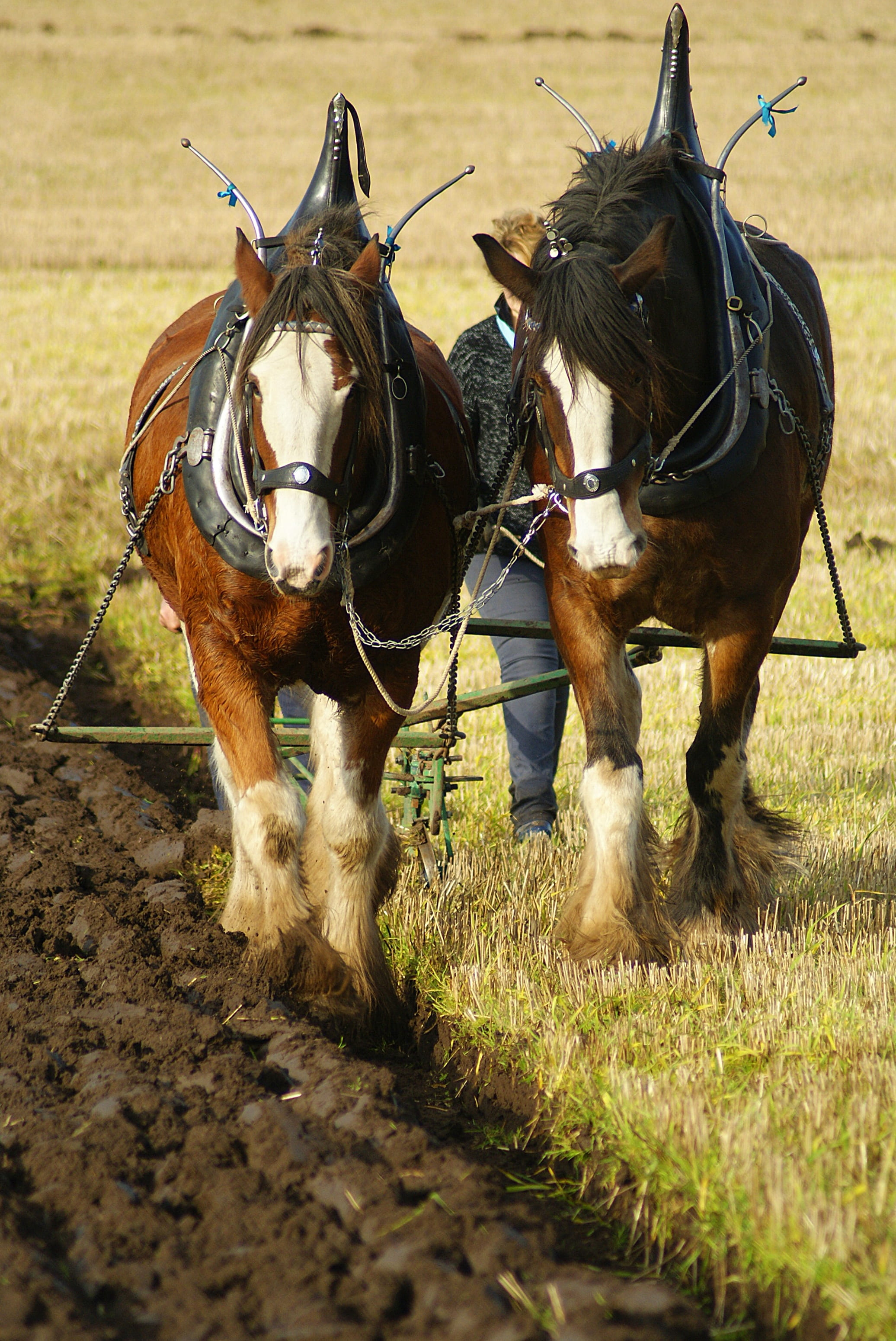 field, animal, pets, two animals, animal themes, nature, land, ploughing, mammal, harness, bridle, no people, vertebrate, 2K, work, outdoors, working, Phone HD Wallpaper
