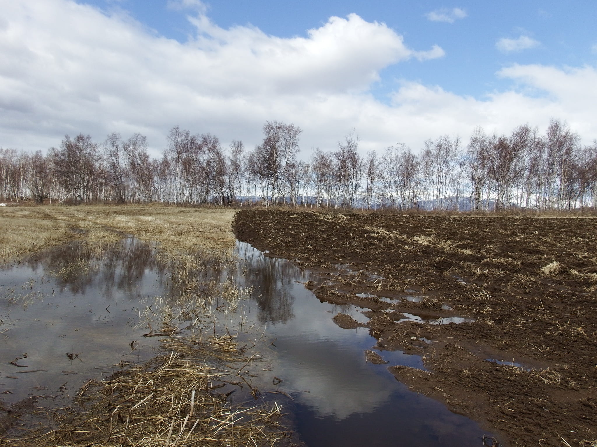 1080P, non-urban scene, nature, beauty in nature, land, puddles, tree, bare tree, cloud - sky, plowing, day, landscape, field, scenics - nature, swamp, HD Wallpaper