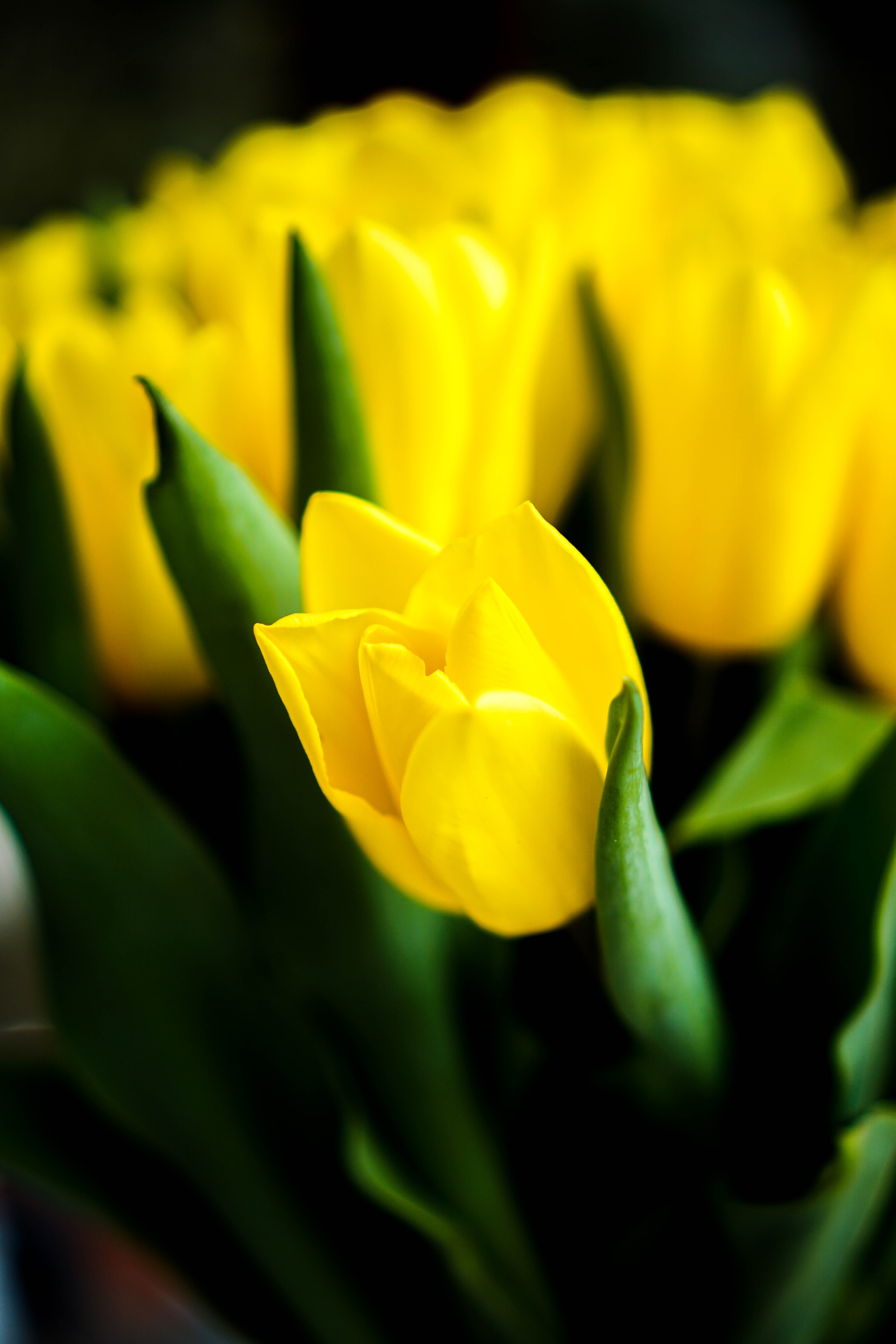 5K, springtime, plant, beauty In Nature, nature, petal, tulips, photography, close-up, tulip, flower Head, flower, yellow, freshness, Phone HD Wallpaper