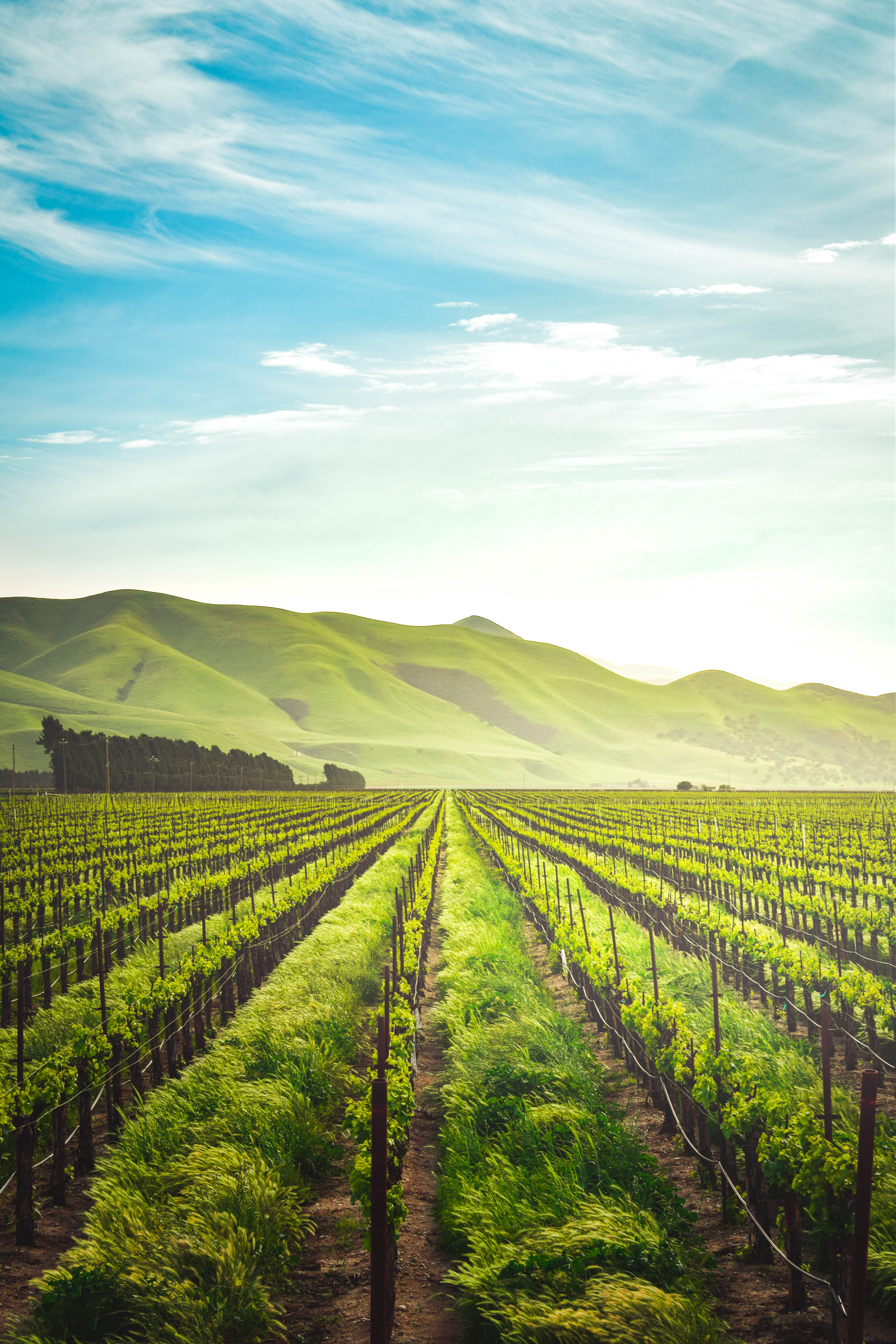 californium, crop, plants, plantation, clouds, scenics - nature, agriculture fielf, mountain, diminishing perspective, growth, nature, 5K, green, green color, Phone HD Wallpaper