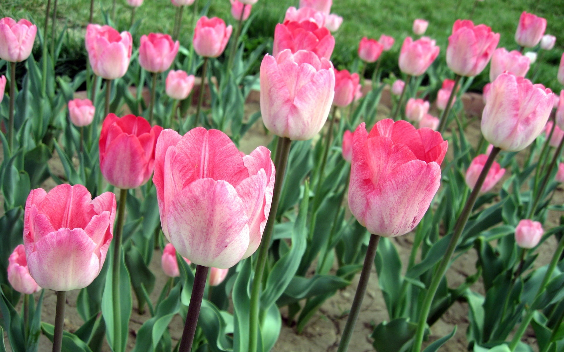 1080P, Flowers, Pink, Tulips, Field, HD Wallpaper