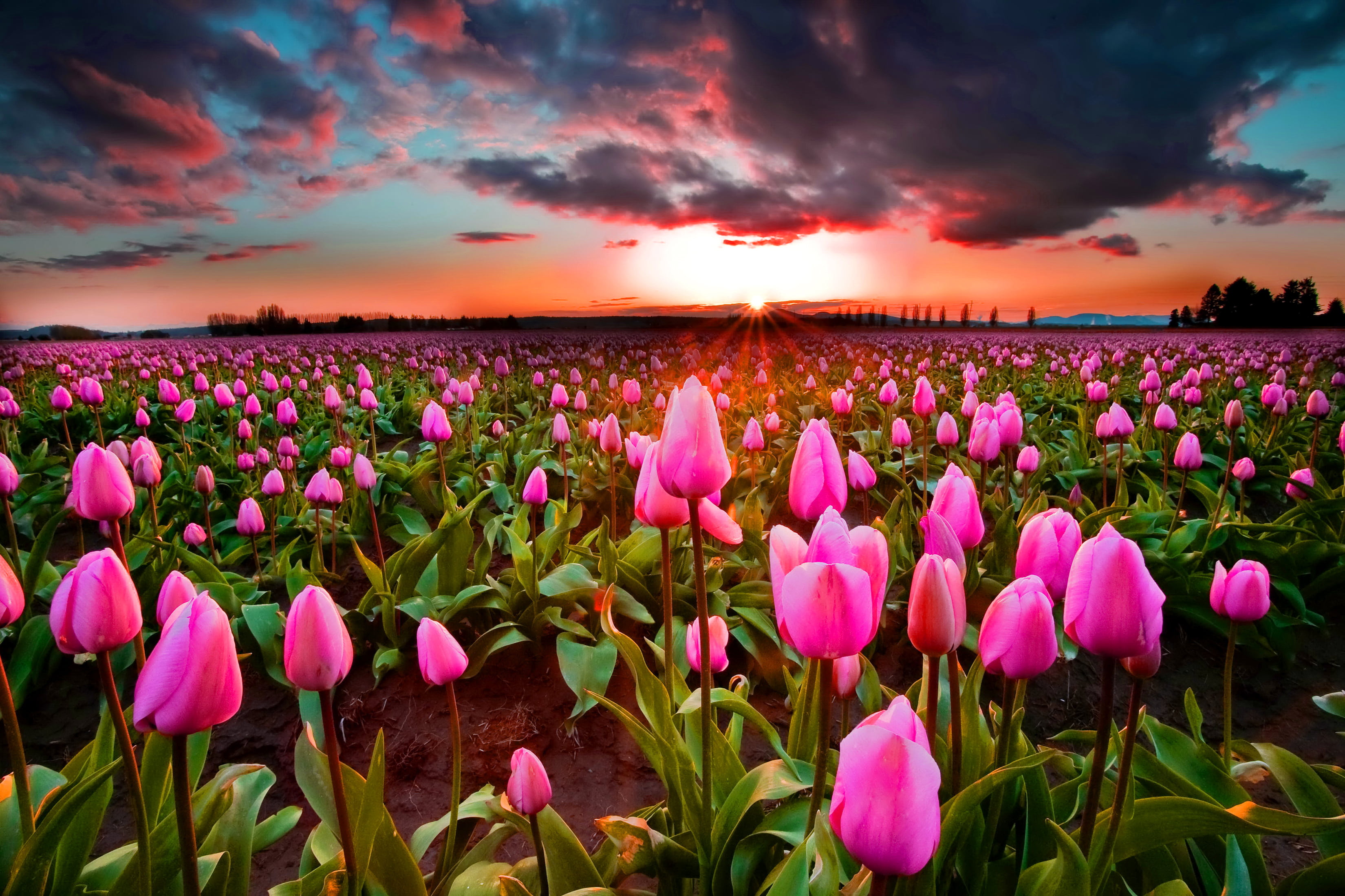 color Image, rural Scene, beauty In Nature, freshness, sunset, petal, purple, vulnerability, colors, cloud - Sky, multi Colored, pink Color, land, growth, HD Wallpaper