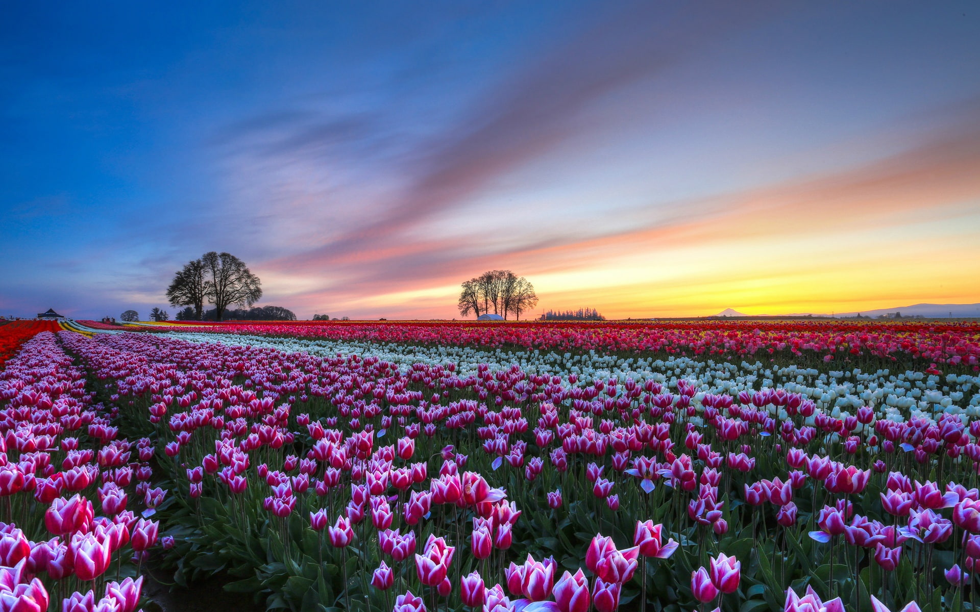 red, 1080P, Scenery, Tulips, Evening, white, Field, Flower, Colorful, Sunset, HD Wallpaper