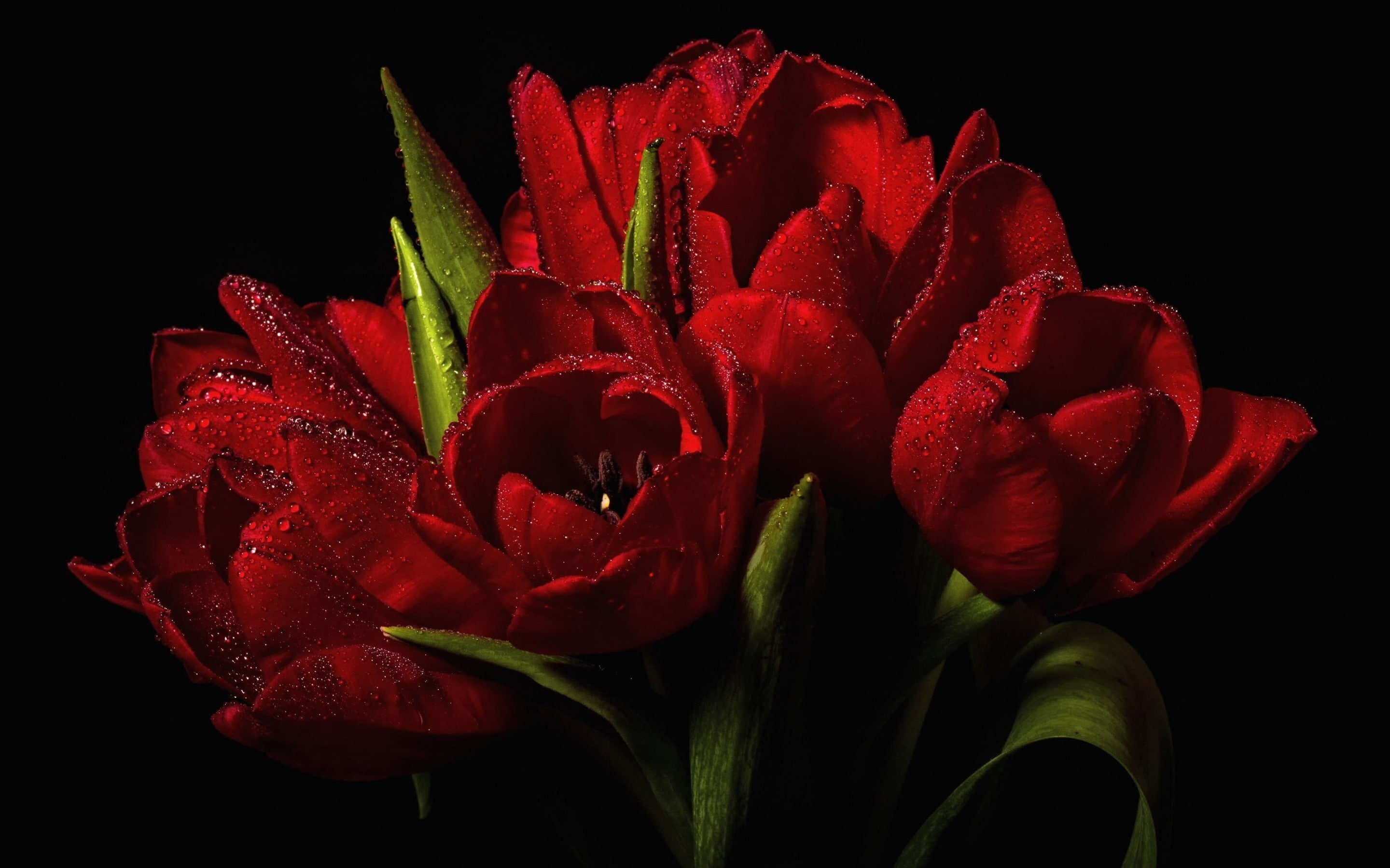 red, red tulips, tulips, 2K, bouquet, HD Wallpaper