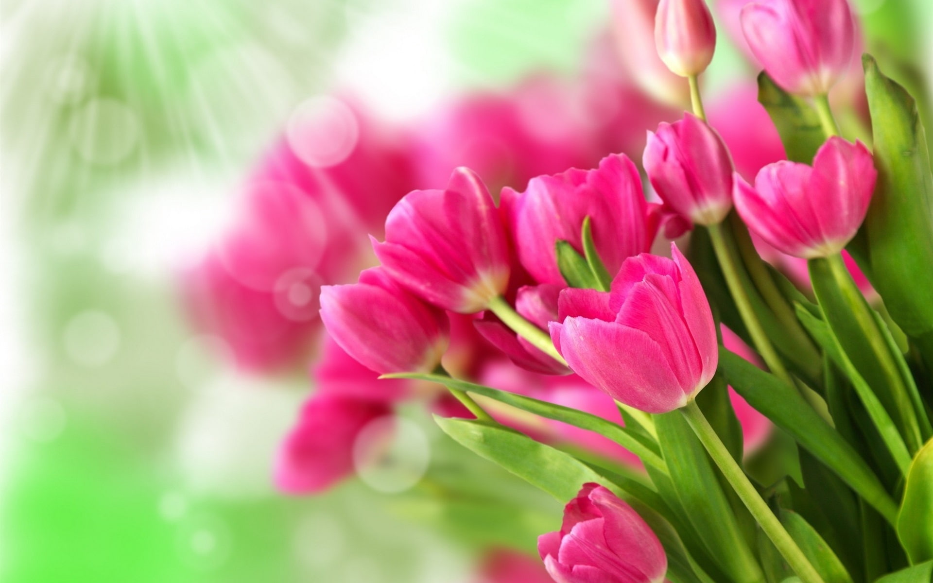 Tulips, Sunlight, Pink, 1080P, Flowers, Bouquet, HD Wallpaper