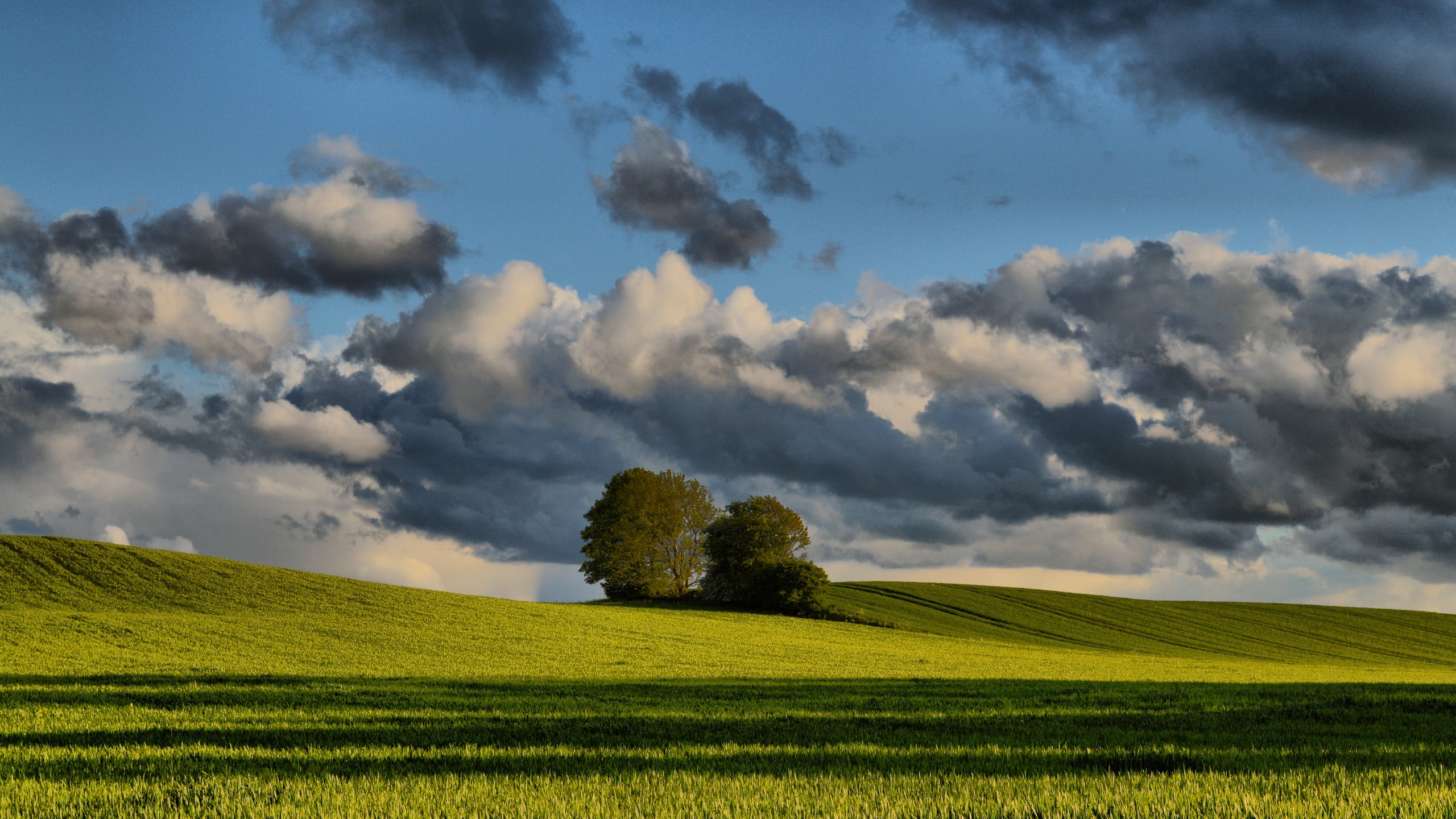 sky, Denmark, 2K, agriculture, landscape, nature, green, outdoors, plantation, rural scene, tranquil scene, tranquility, tree, green color, environment, HD Wallpaper