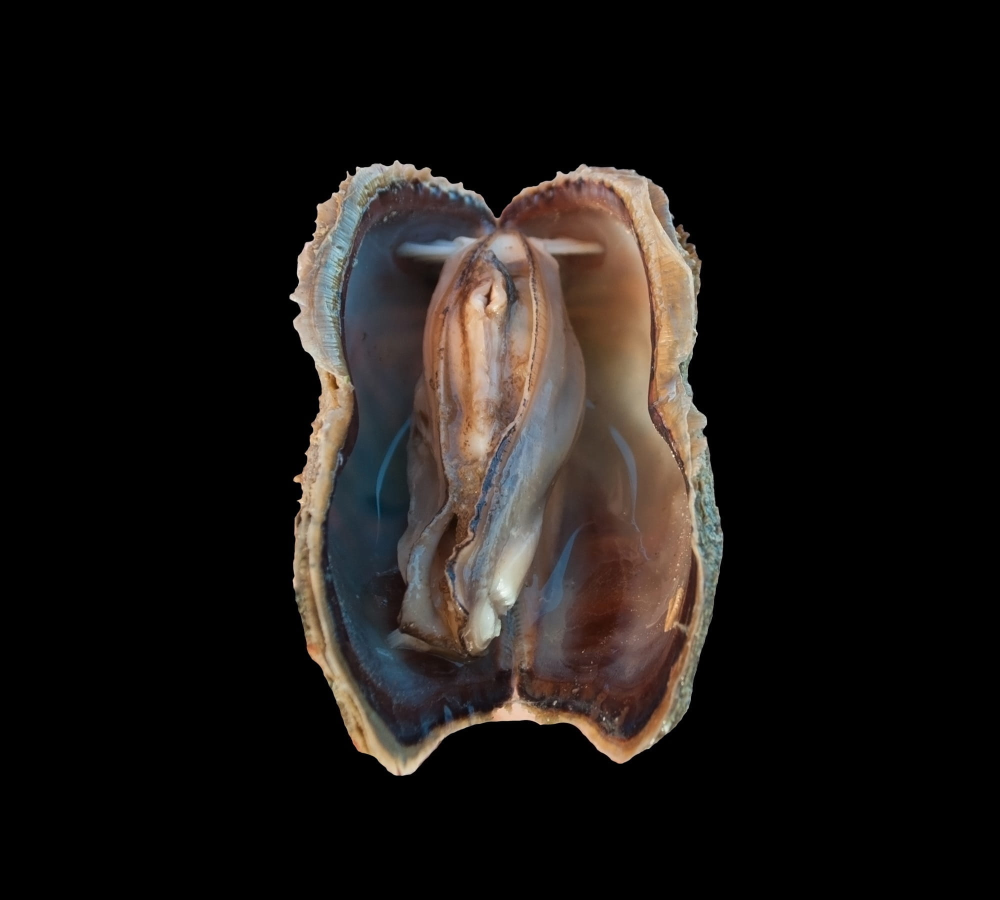turkey wing ark clam, mussel, marine, animal wildlife, ark, close-up, biology, seashell, no people, mollusc, zebra, studio shot, sea, 1080P, black background, HD Wallpaper
